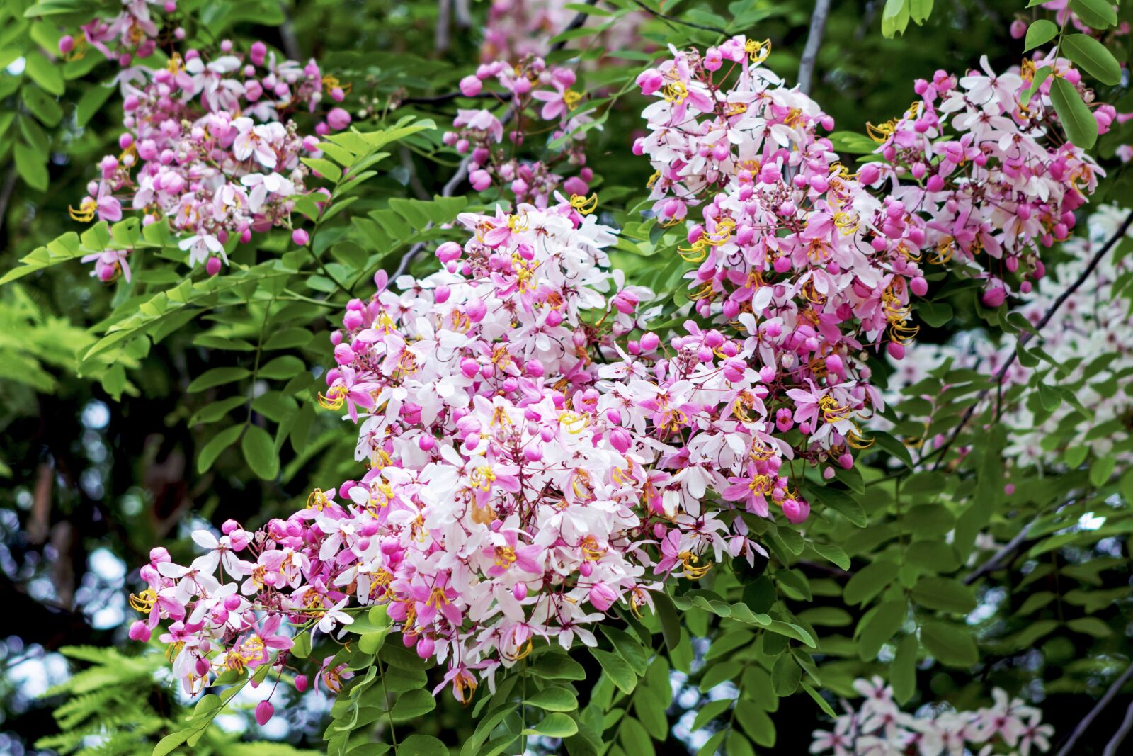 Canon EF75-300mm f/4-5.6 sample photo. Flowers, flora, violet photography
