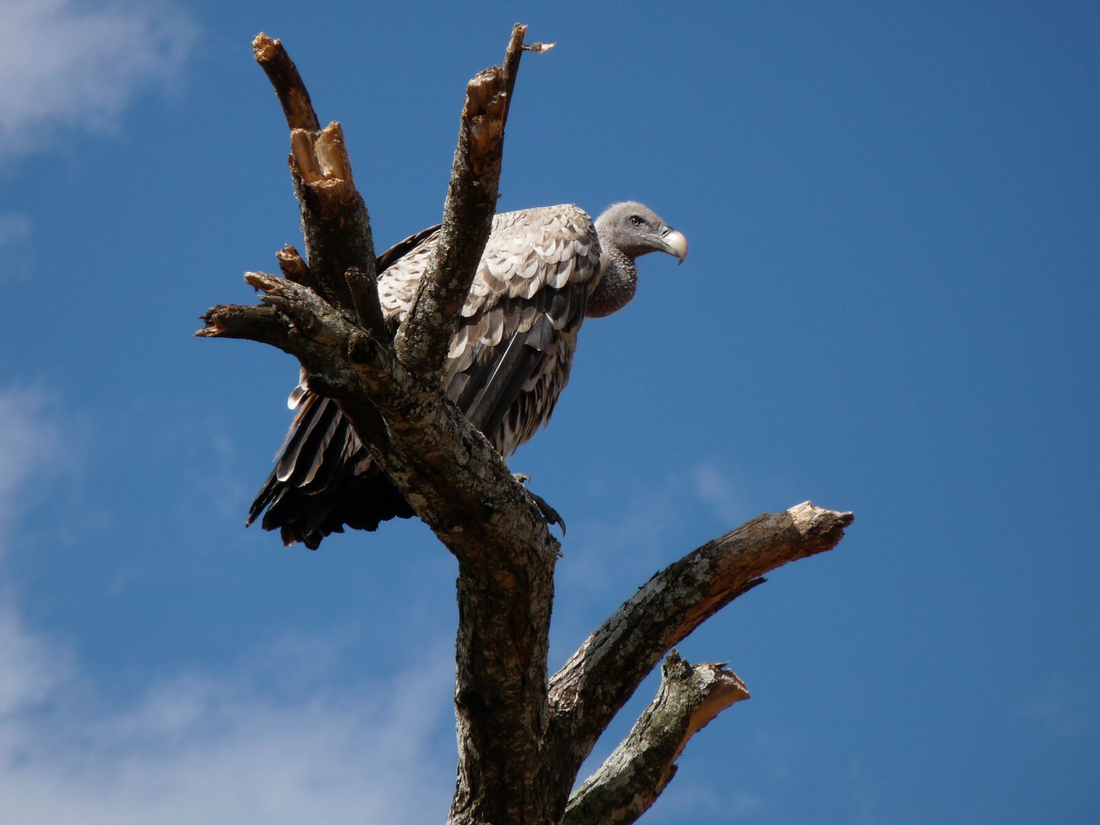 Panasonic Lumix DMC-FZ28 sample photo. Vulture, africa, animal world photography