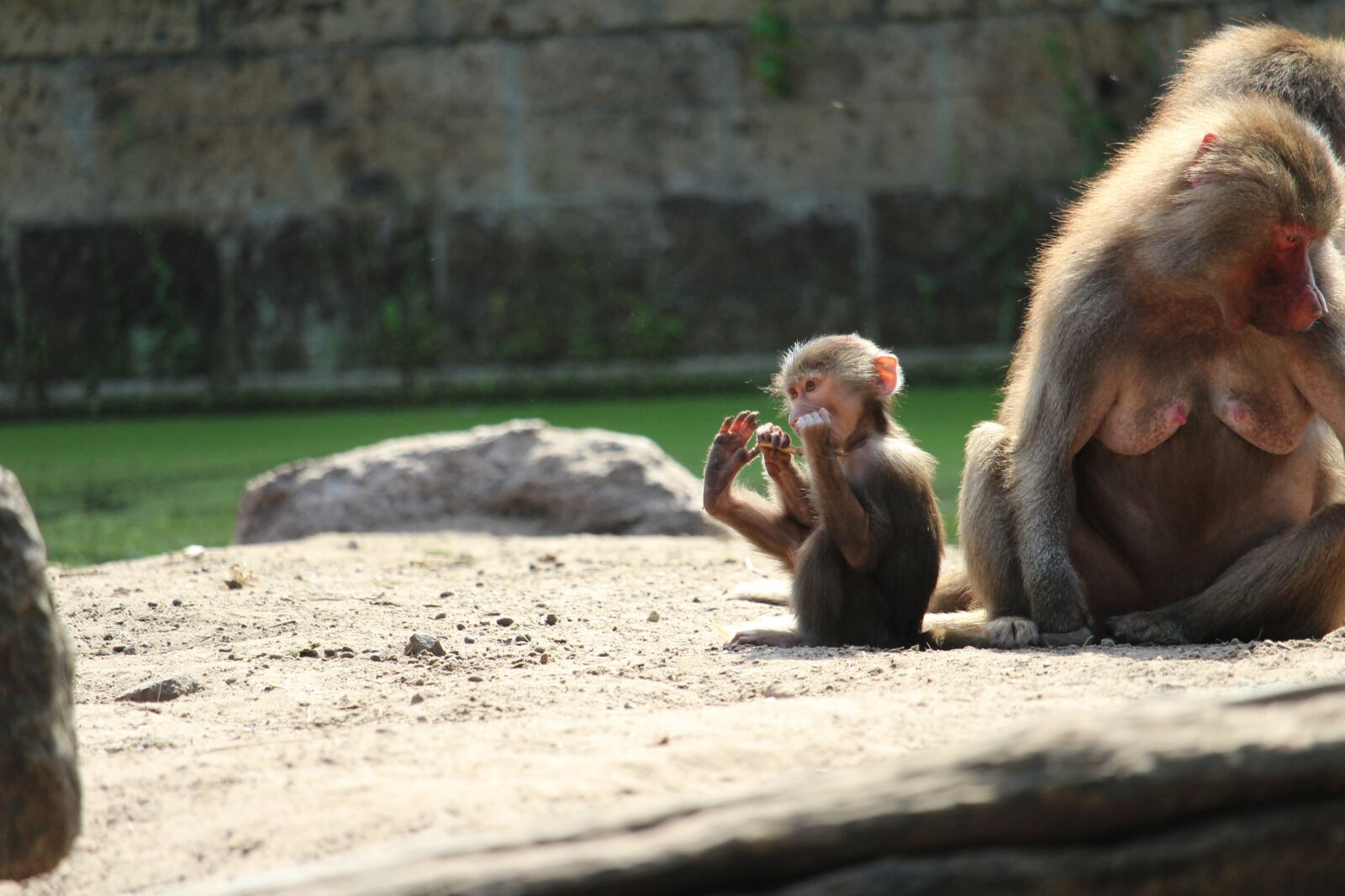 Canon EOS 1200D (EOS Rebel T5 / EOS Kiss X70 / EOS Hi) sample photo. Little, monkey, foot photography