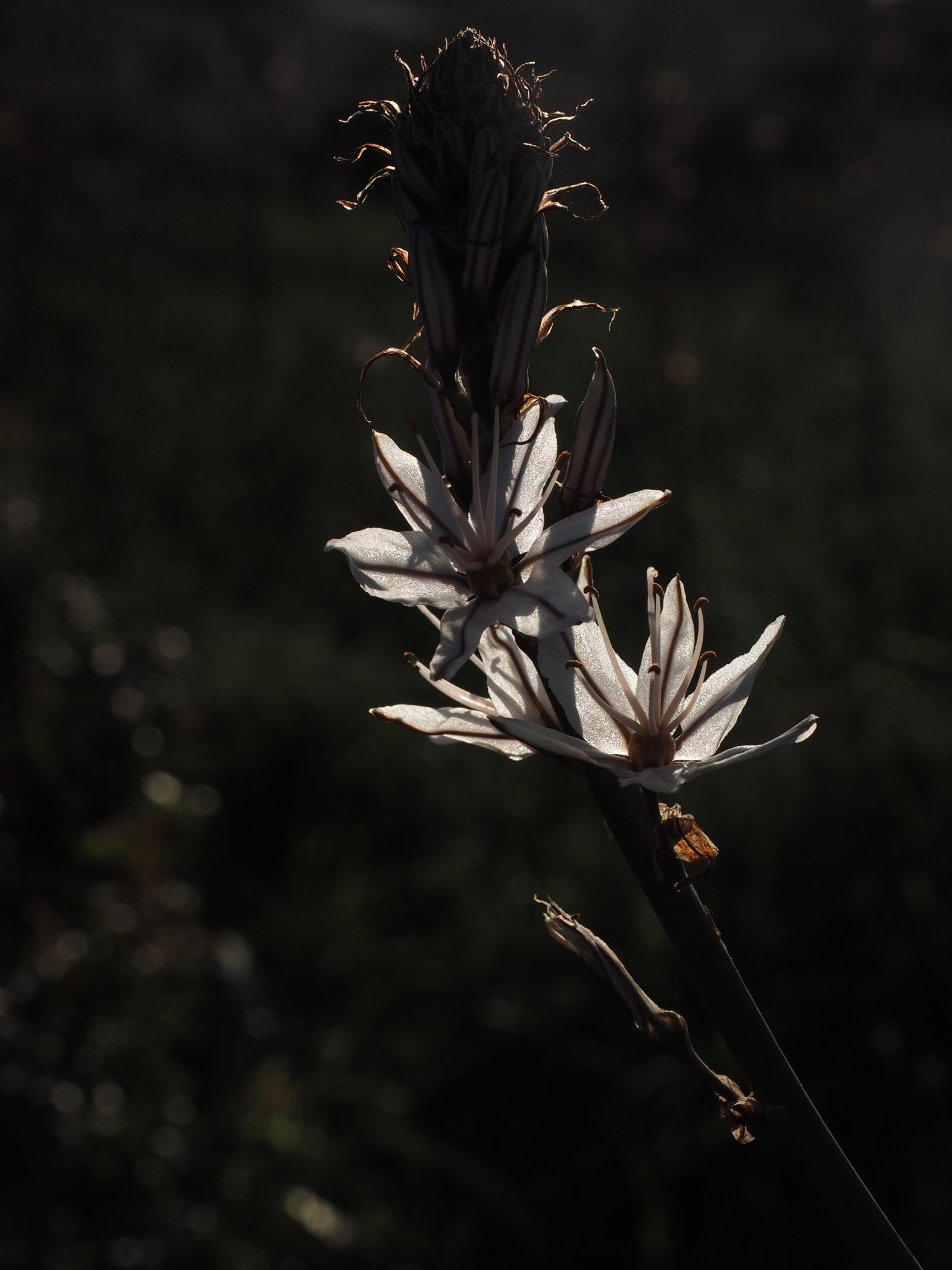 Olympus OM-D E-M1 + Olympus M.Zuiko Digital ED 12-40mm F2.8 Pro sample photo. Fragrant asphodel, flower, backlighting photography