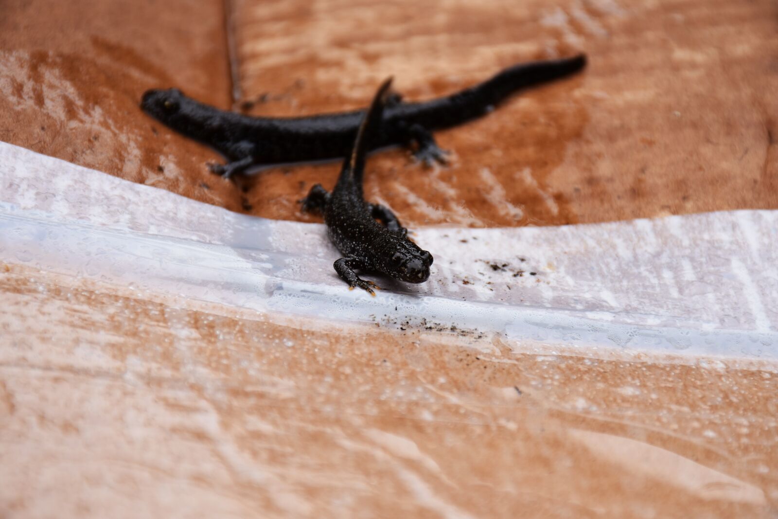 Nikon D7200 sample photo. Great crested newt, warty photography
