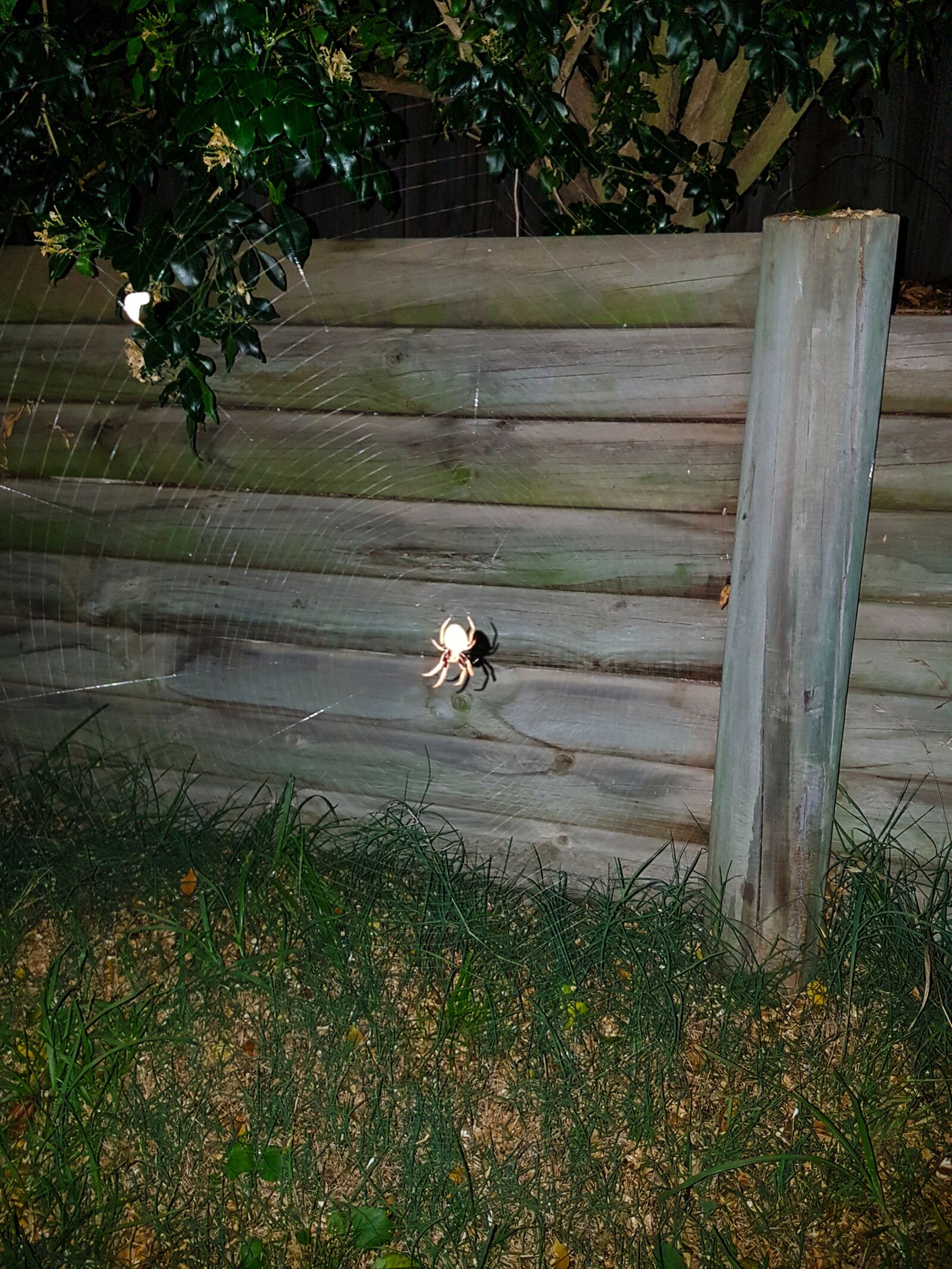 Samsung Galaxy S7 Edge sample photo. Spider, spiderweb, backyard photography