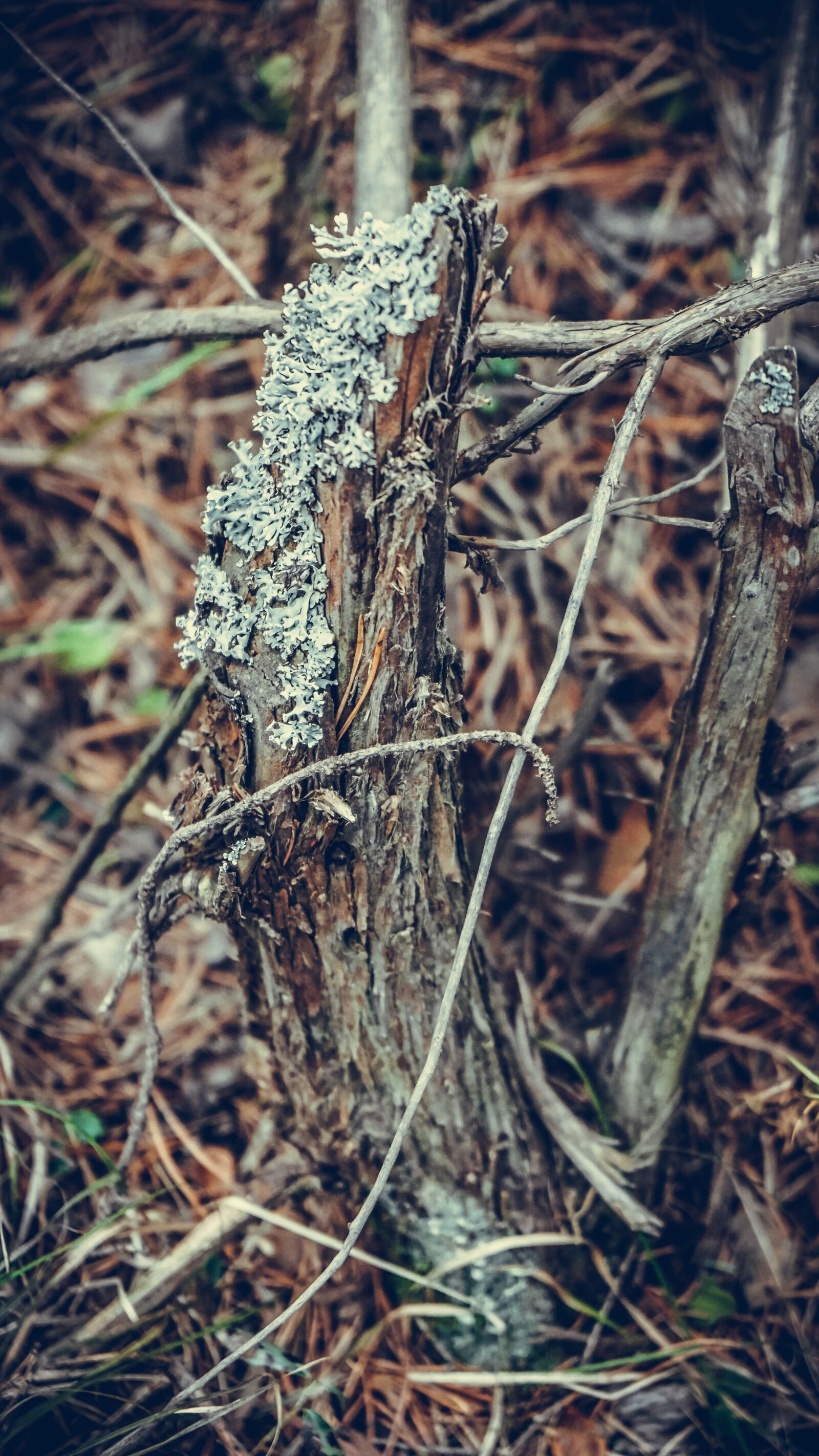 Sony a6000 + Sony Vario-Tessar T* E 16-70mm F4 ZA OSS sample photo. Nature, flora, russia photography