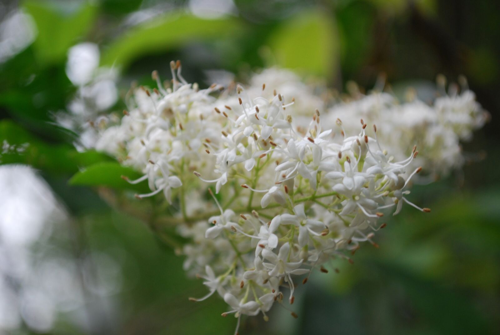 Nikon D40X sample photo. White, flower, blossom photography