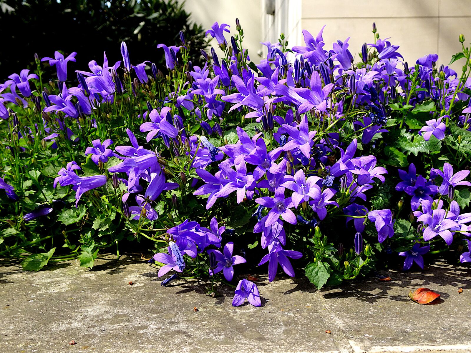 Sony Cyber-shot DSC-HX90V sample photo. Flowers, bells, color blue photography