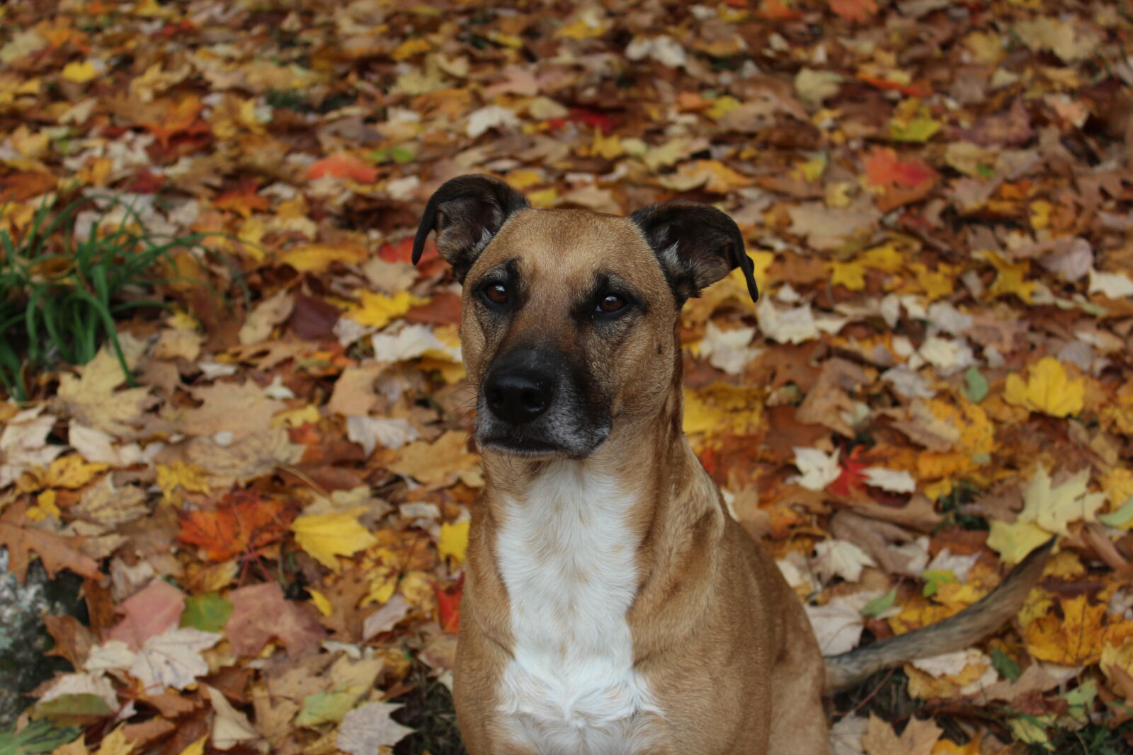 Canon EOS 1200D (EOS Rebel T5 / EOS Kiss X70 / EOS Hi) sample photo. Brown, dog, dog, dog photography