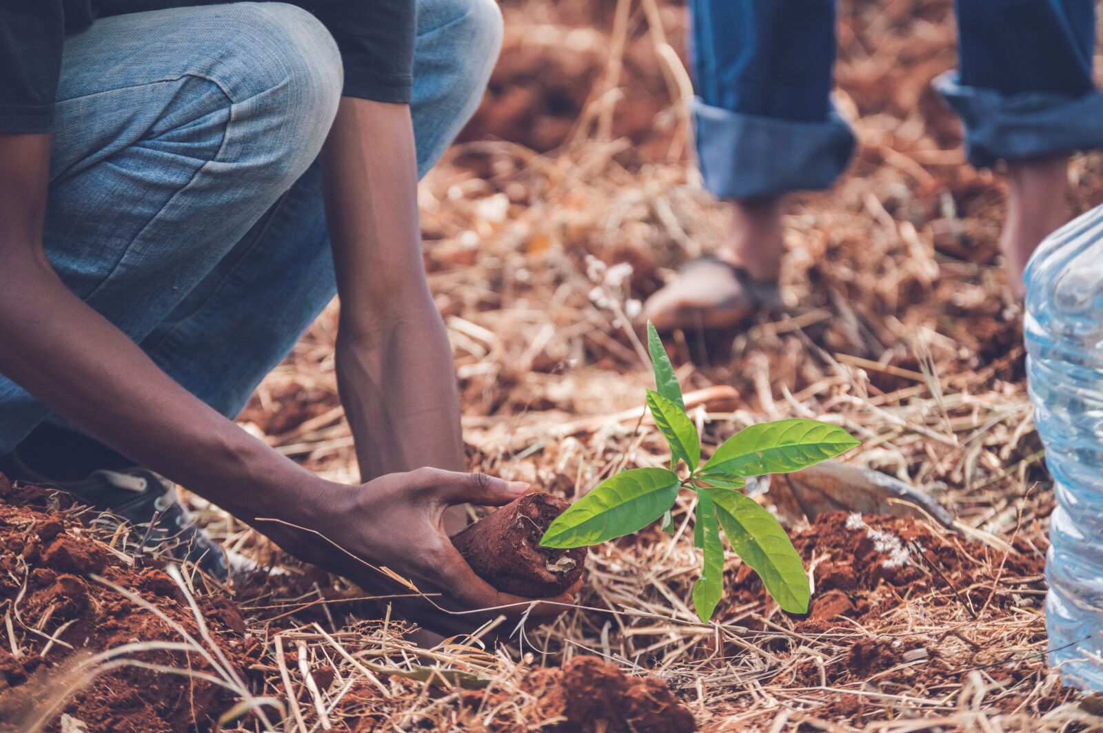 Nikon D3200 sample photo. Tree, planting, nature photography