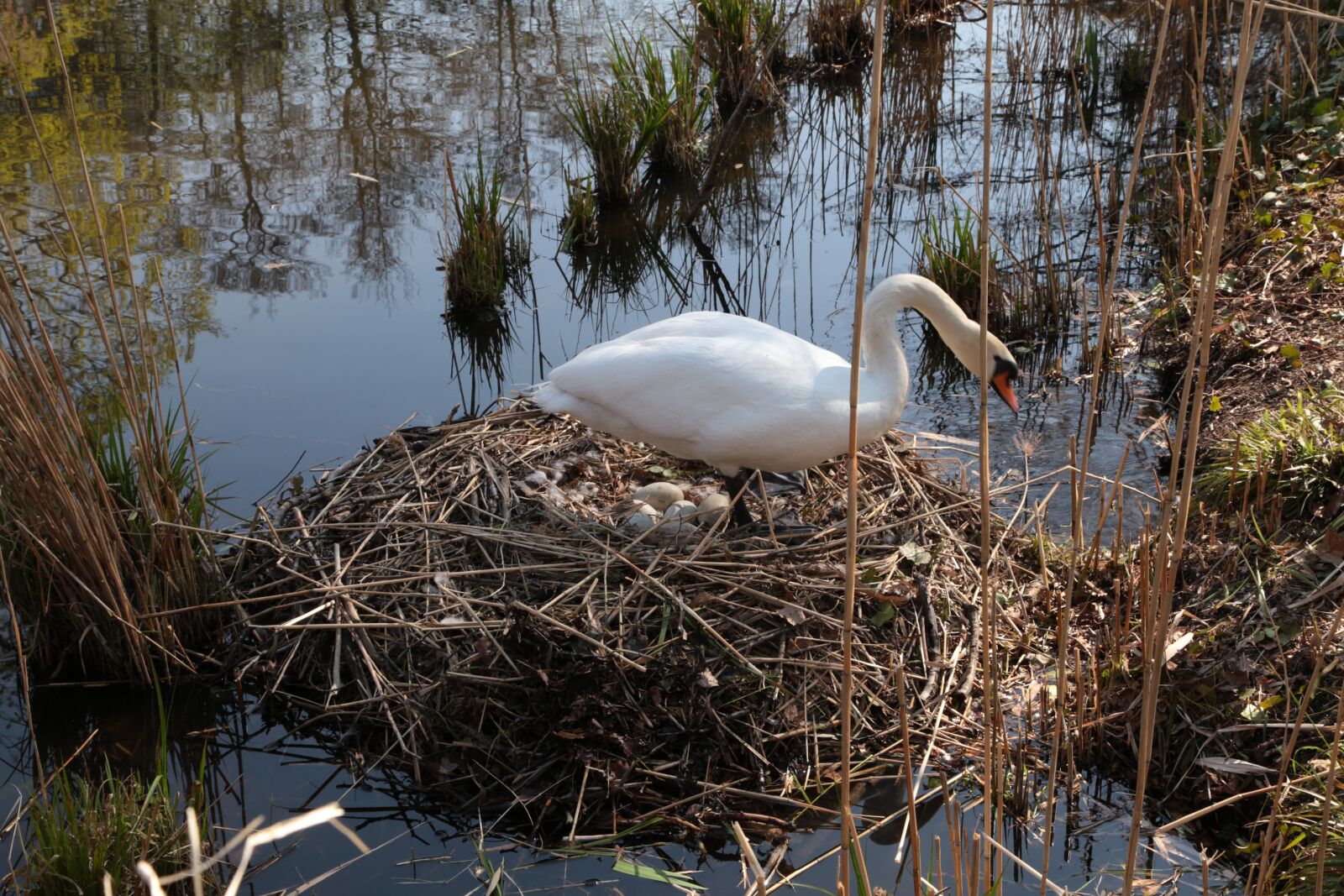 Canon EOS 6D + Canon EF 24-105mm F4L IS USM sample photo. Swan, egg, scrim photography
