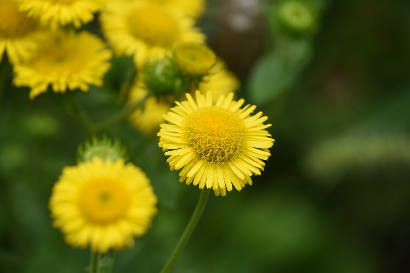 Nikon D7200 sample photo. Wild flowers, yellow, little photography