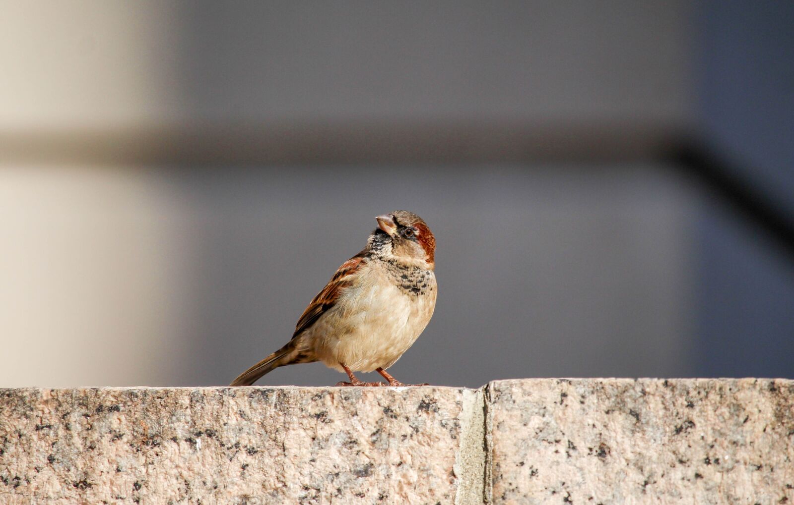 Canon EOS 700D (EOS Rebel T5i / EOS Kiss X7i) sample photo. Nature, outdoors, bird photography