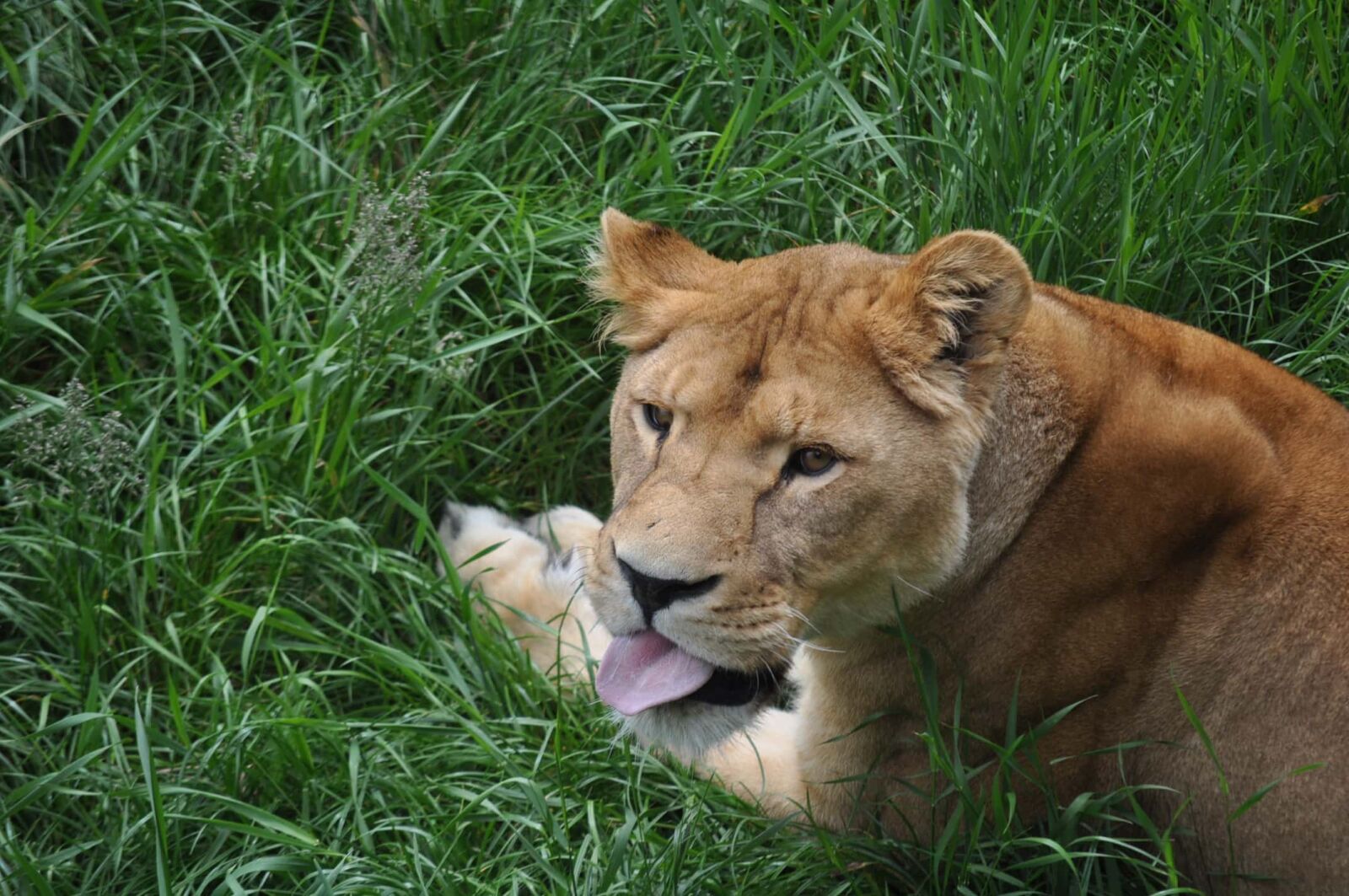Nikon D5000 sample photo. Africa, green grass, head photography