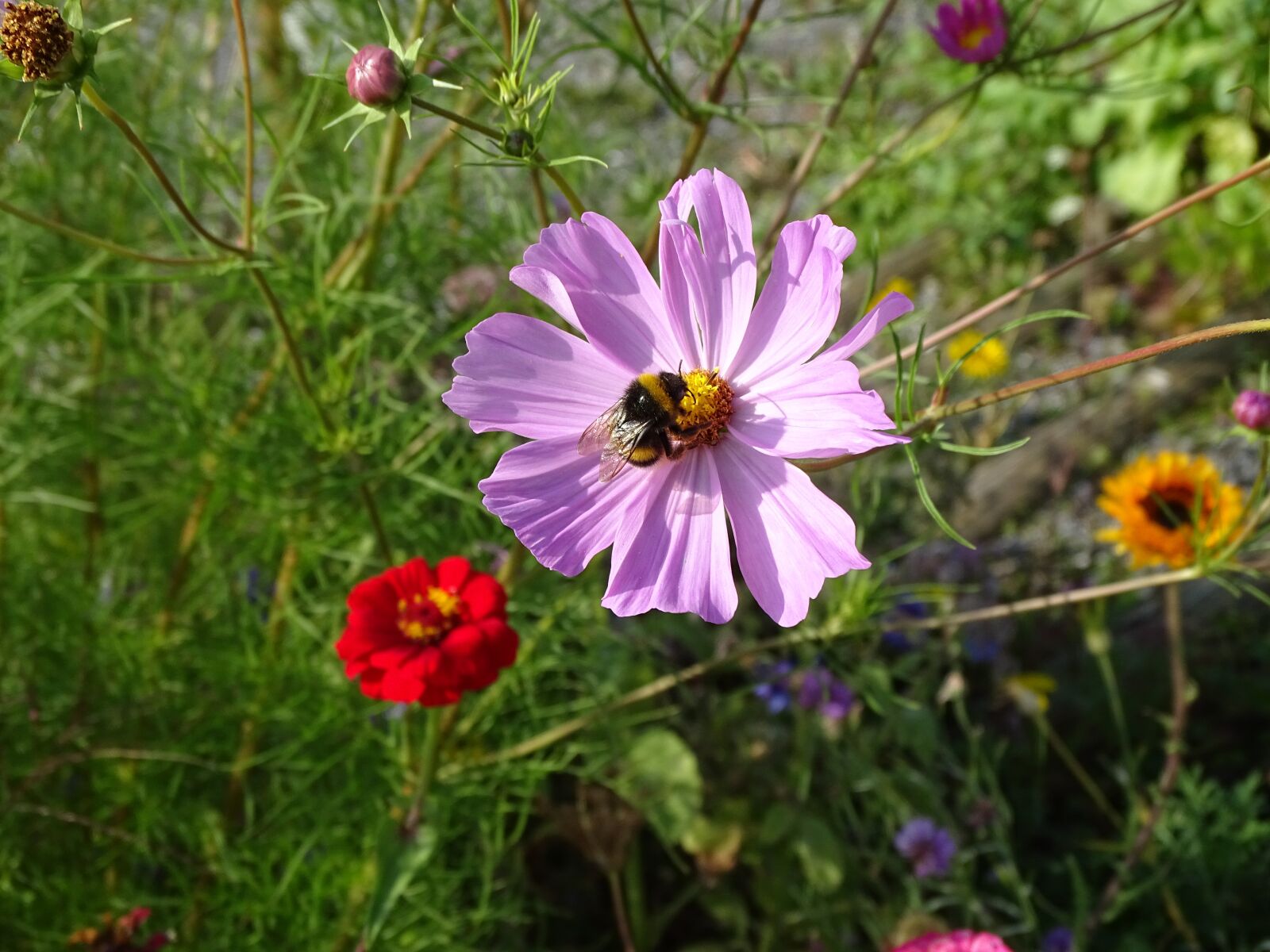 Sony Cyber-shot DSC-HX400V sample photo. Bumblebee, flower, nature photography