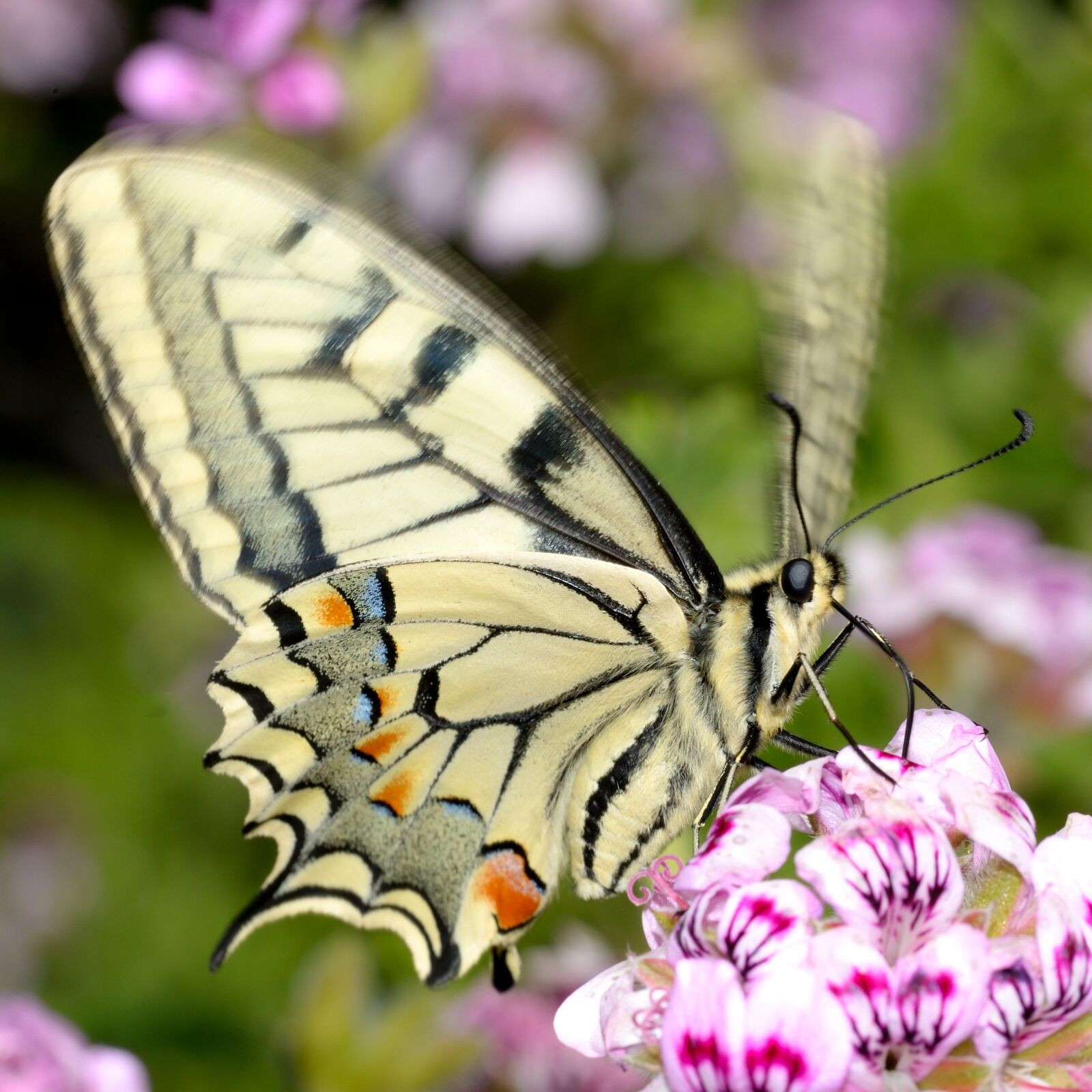Nikon D610 sample photo. Papilio, machaon, pelargonium photography
