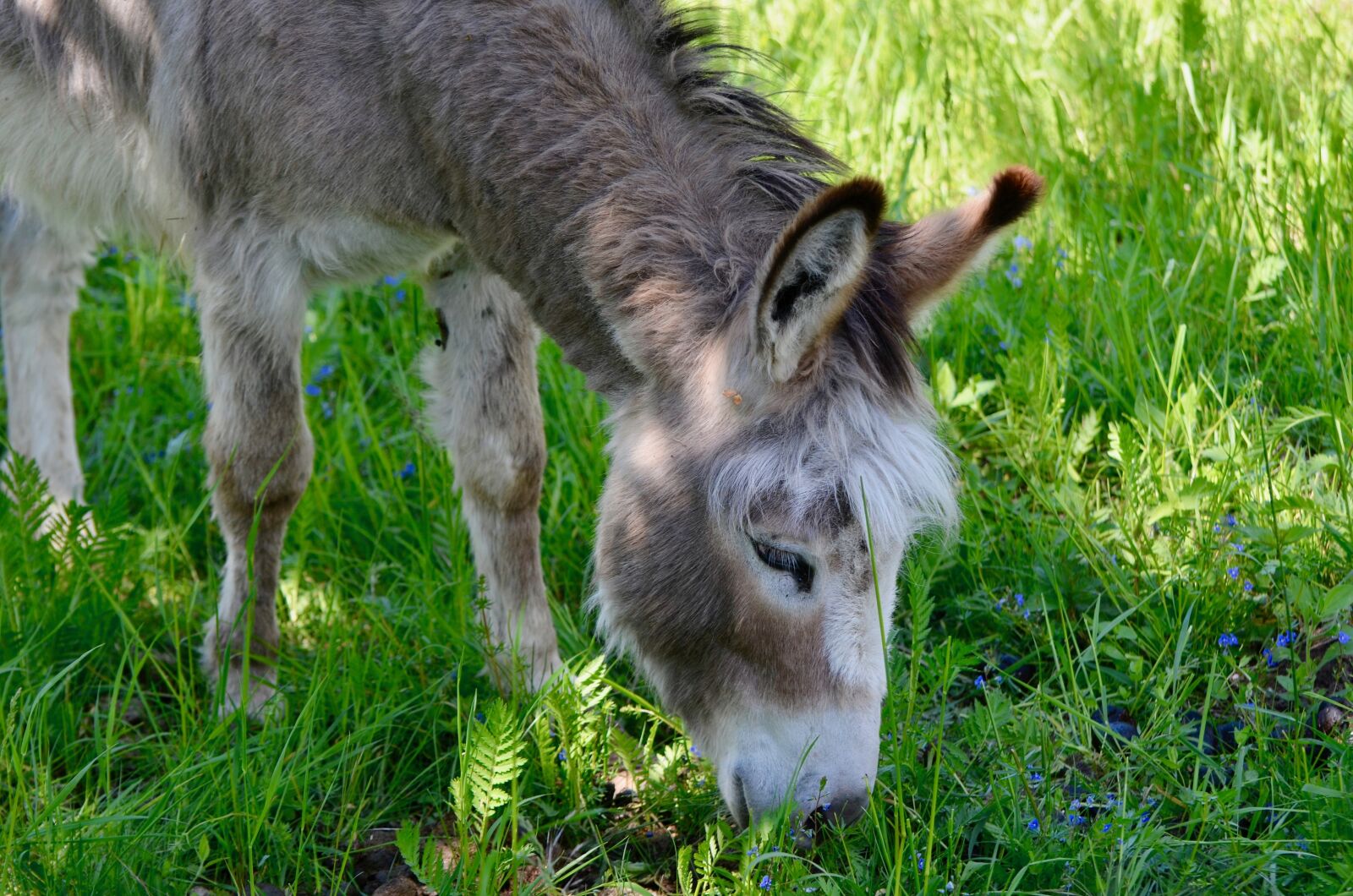 Nikon D5100 sample photo. Donkey, animal, portrait photography