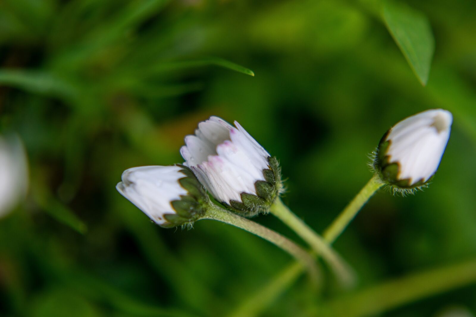 Nikon D5300 sample photo. Daisy, flowers, flower photography