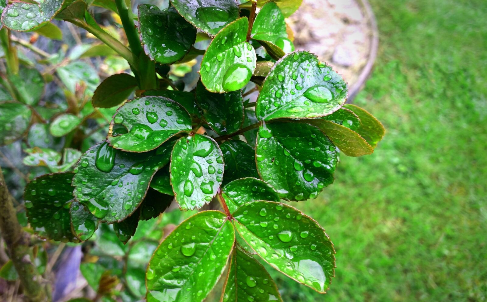 Samsung Galaxy S5 sample photo. Roses, drip, drop of photography