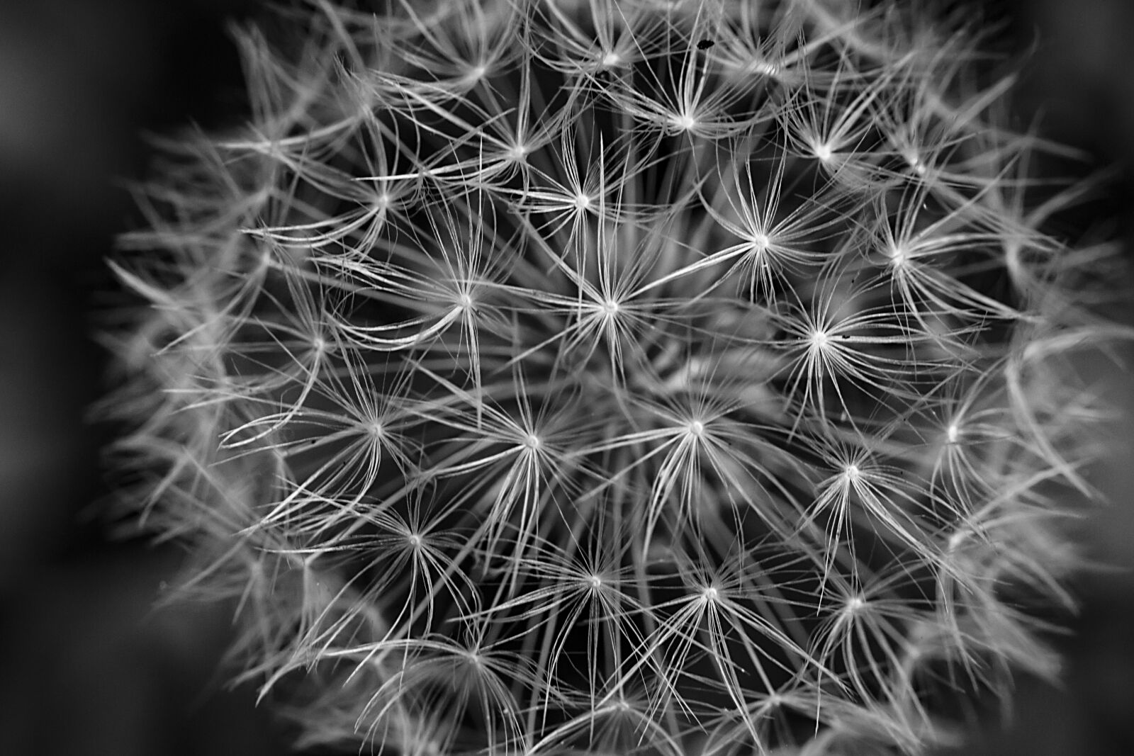 Canon EF-S 60mm F2.8 Macro USM sample photo. Dandelion, black and white photography