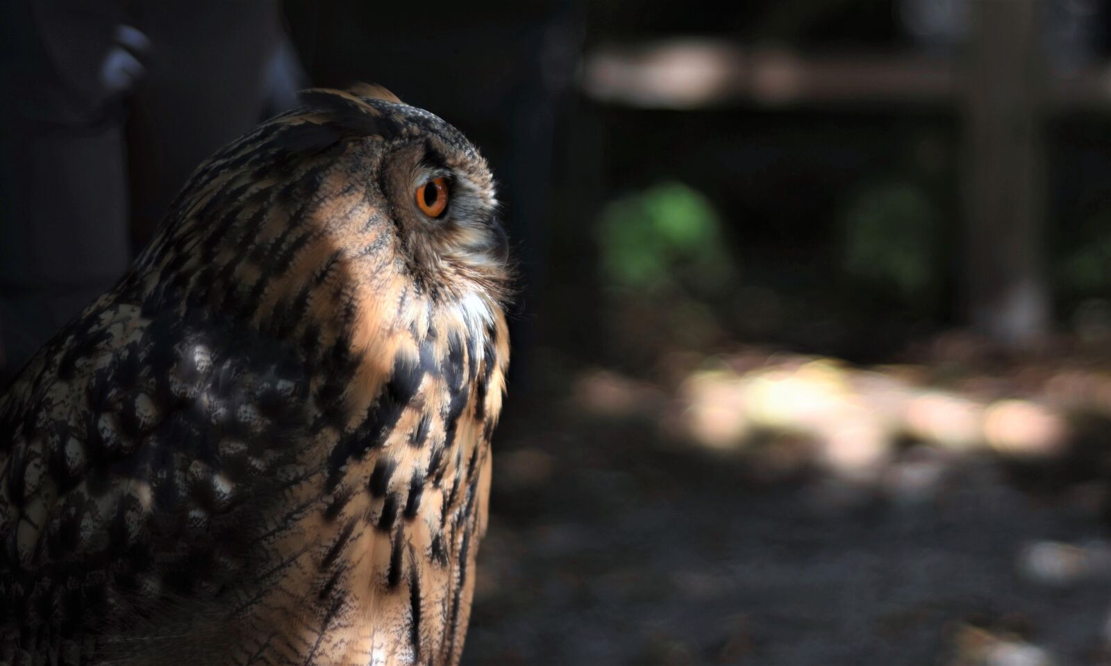 Nikon D7200 sample photo. Owl, long eared owl photography