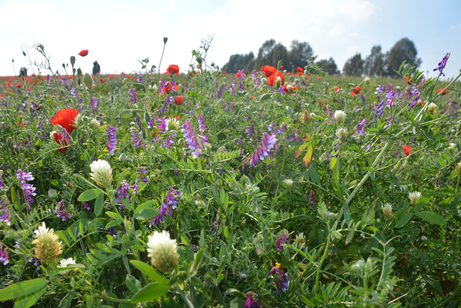 Nikon D7100 sample photo. Flower, flora, nature photography
