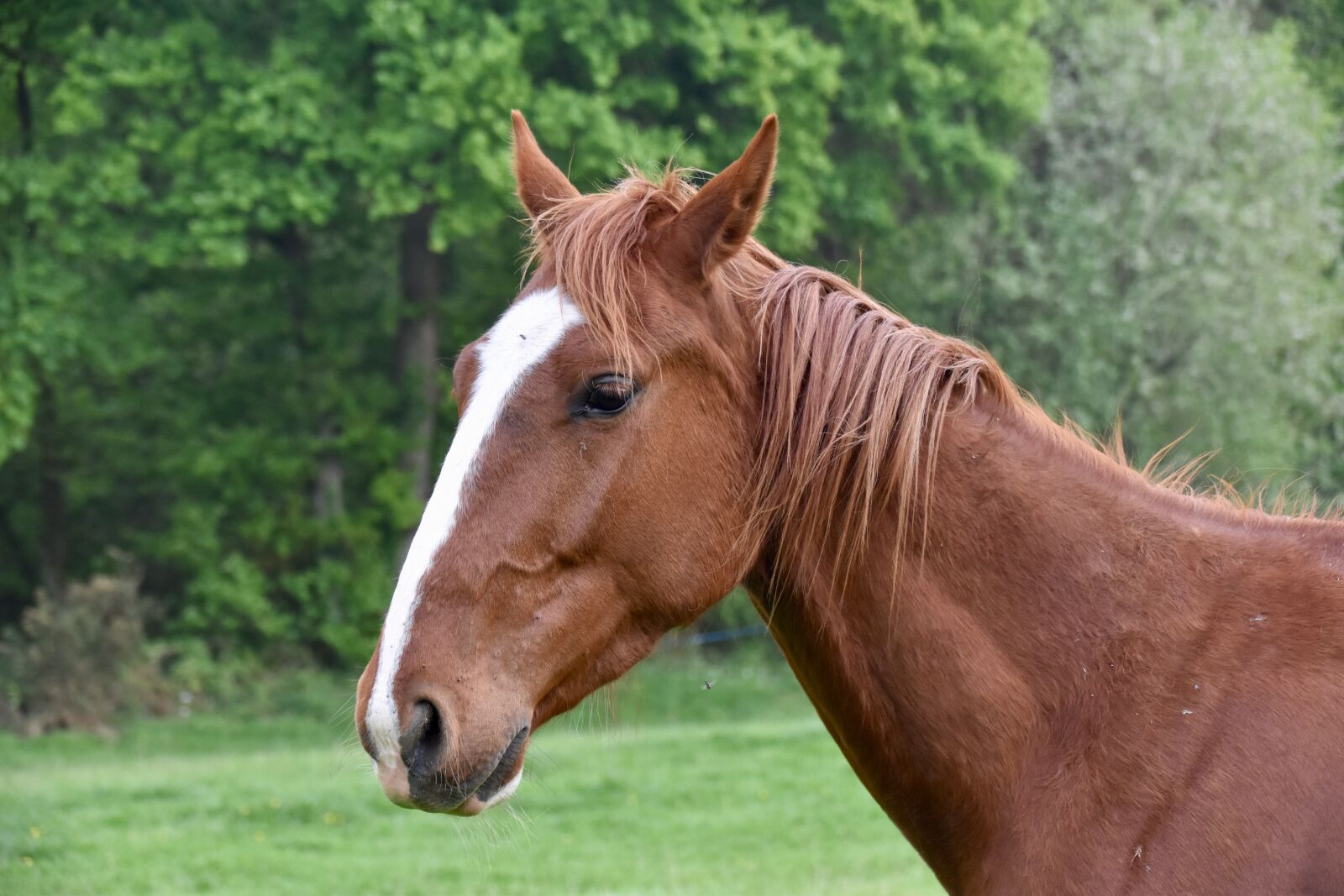 Nikon D5600 sample photo. Horse, young horse, horse photography
