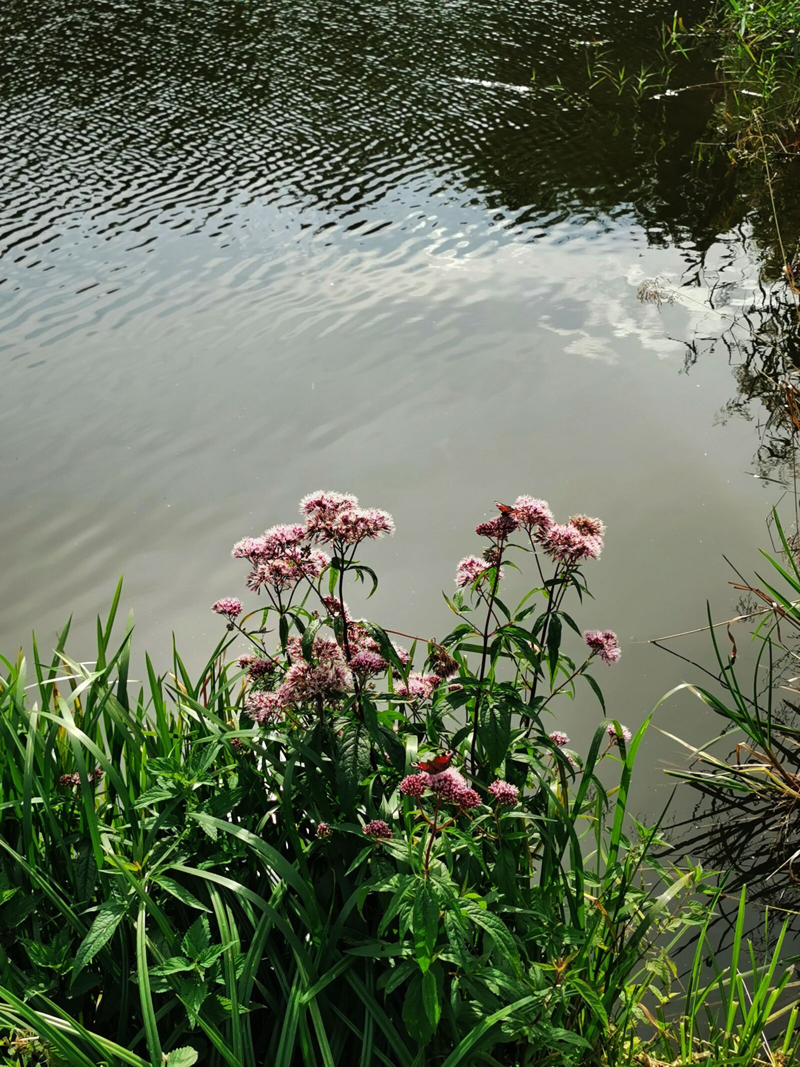 HUAWEI VOG-L29 sample photo. Nature, landscape, poland photography