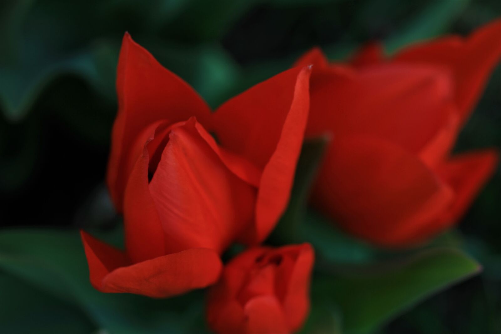 Canon EOS 7D sample photo. Tulips, tulip, red photography