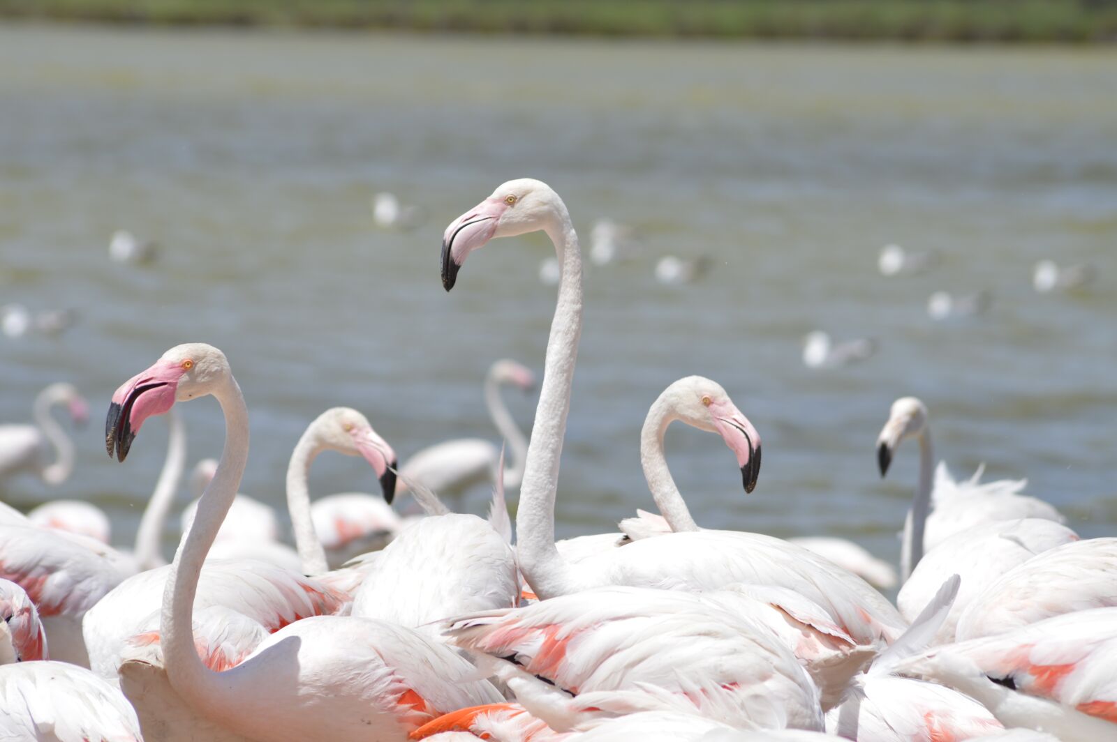 Nikon D3200 sample photo. Sigean, flamingo, migration photography