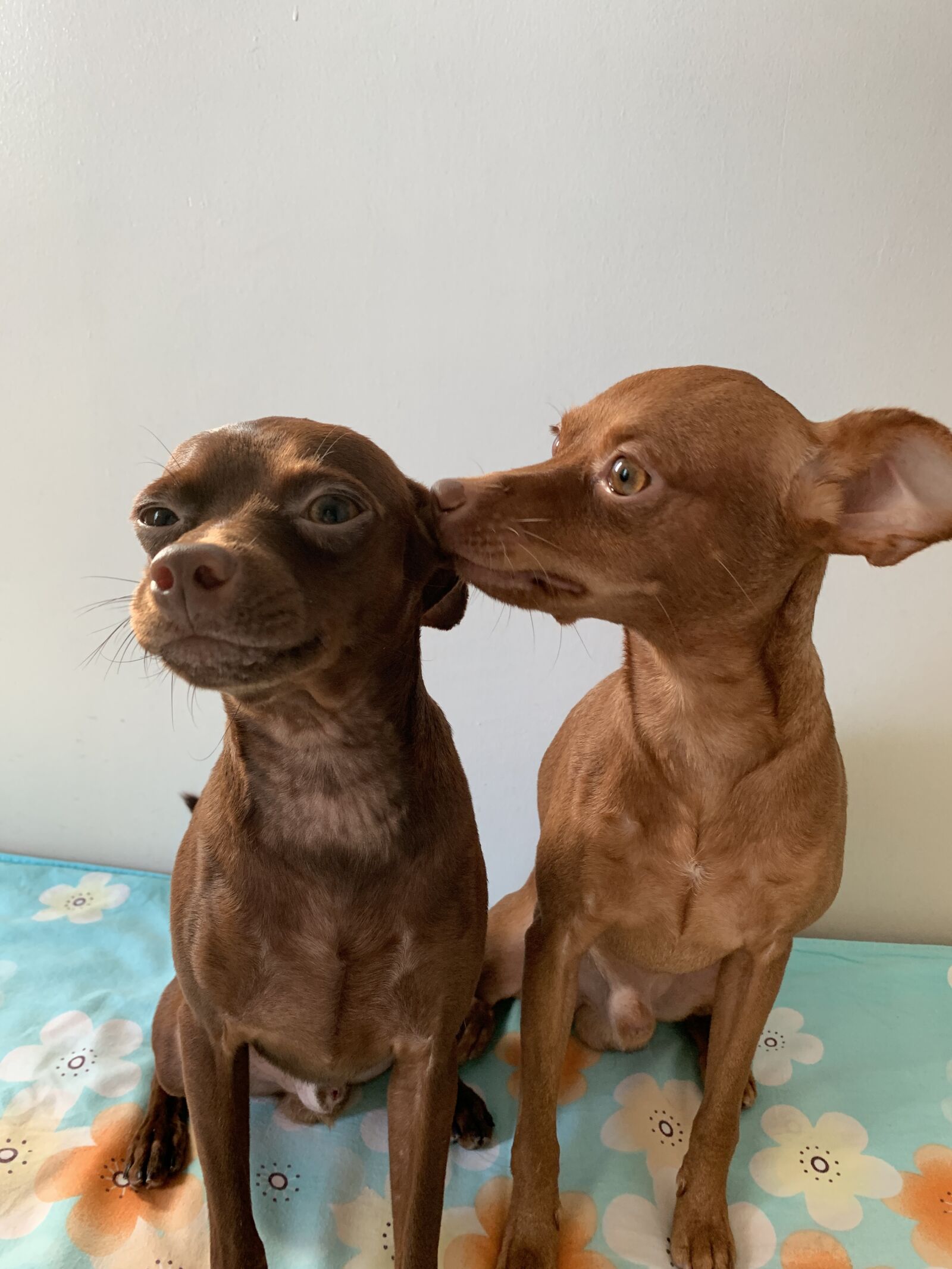 iPhone XS back dual camera 4.25mm f/1.8 sample photo. Dogs, pet, puppy photography