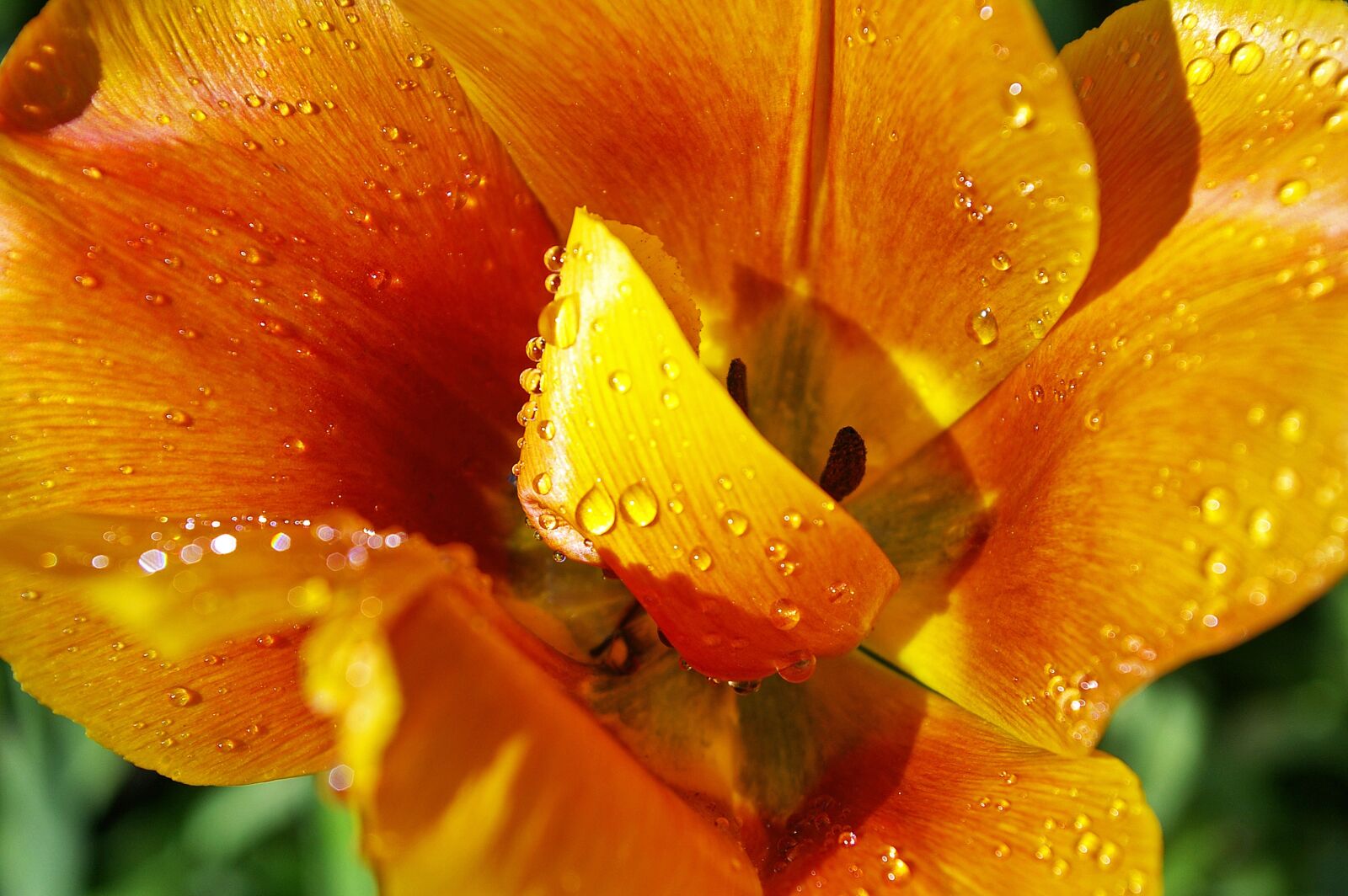 Pentax *ist DL2 sample photo. Yellow tumor, orange tulip photography