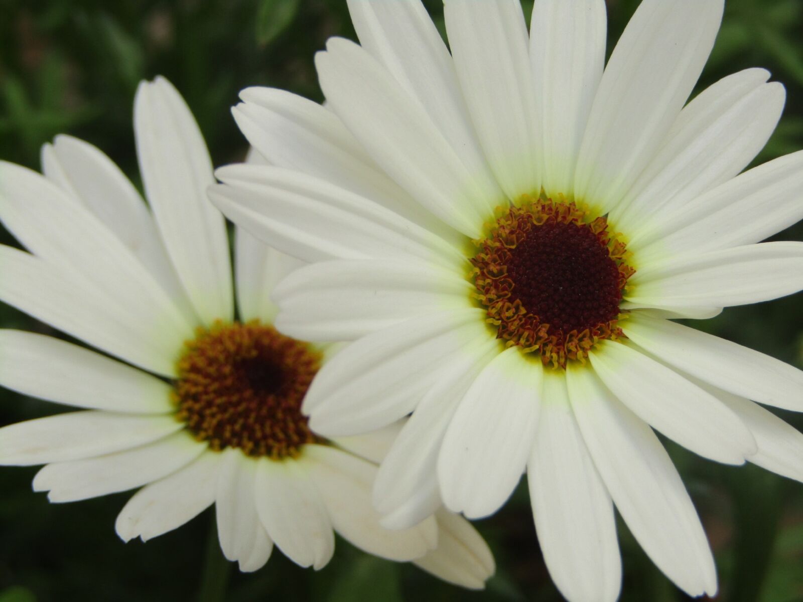 Canon POWERSHOT SX432 IS sample photo. Margaritas, spring, flower photography