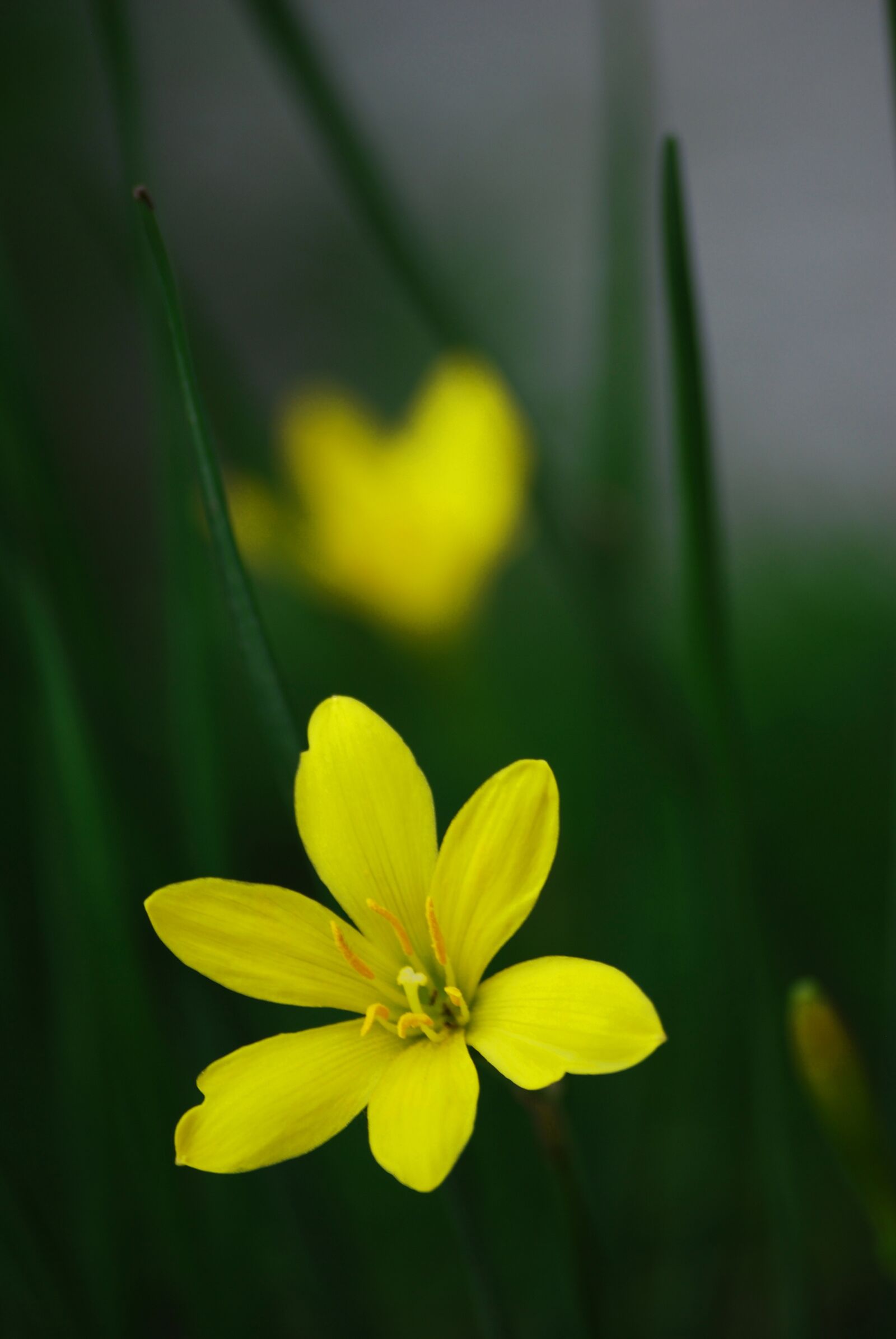 Nikon D60 sample photo. Flower, nature, flora photography