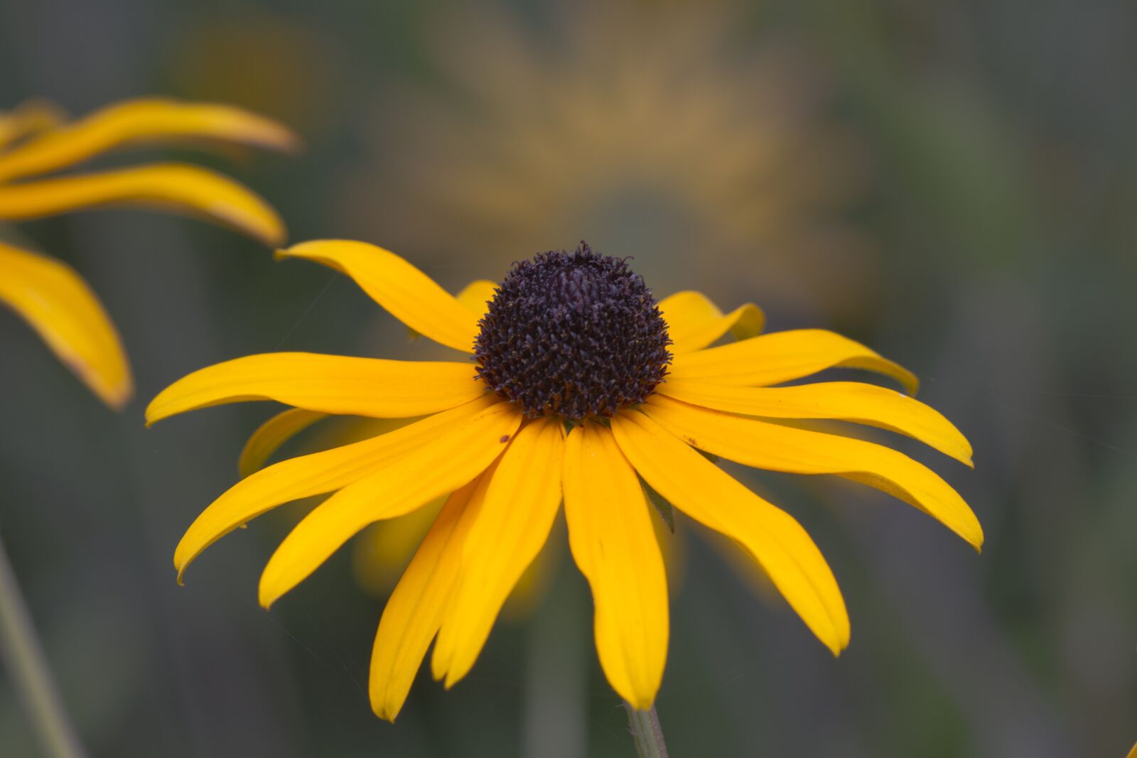 Canon EOS 7D sample photo. Rudbeckia, coneflower, yellow photography