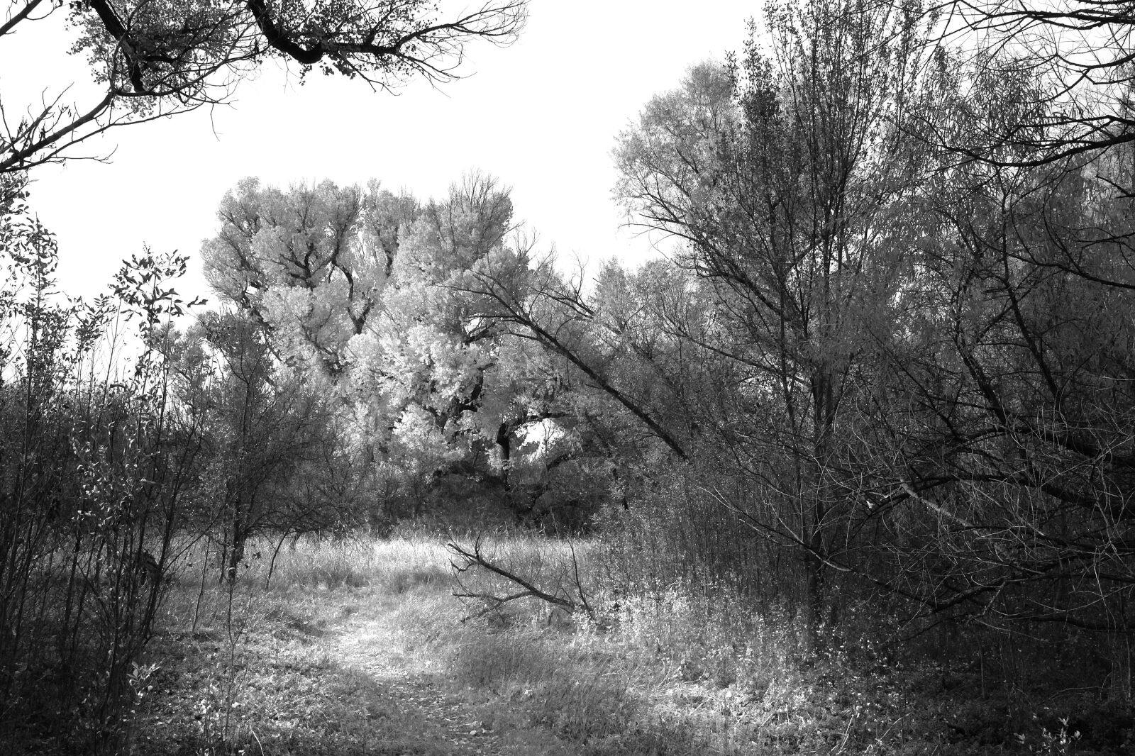 Canon EOS 500D (EOS Rebel T1i / EOS Kiss X3) sample photo. Grayscale, photo, of, trees photography