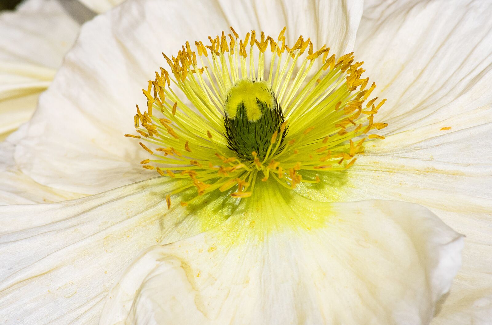 Canon EOS 6D Mark II sample photo. Poppy, poppy flower, plant photography