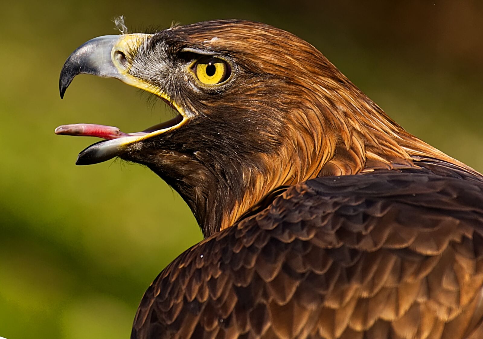 Nikon D7200 sample photo. Adler, raptor, prey photography