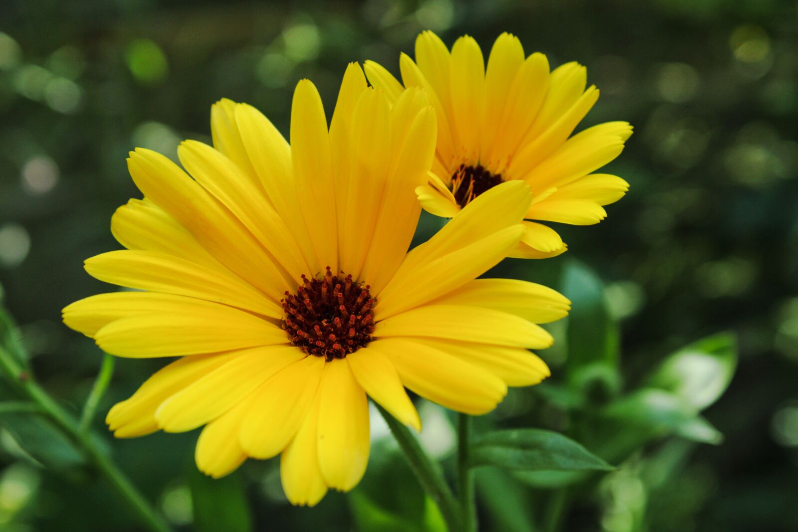 Canon EOS 2000D (EOS Rebel T7 / EOS Kiss X90 / EOS 1500D) sample photo. Wildflower, daisy, yellow photography