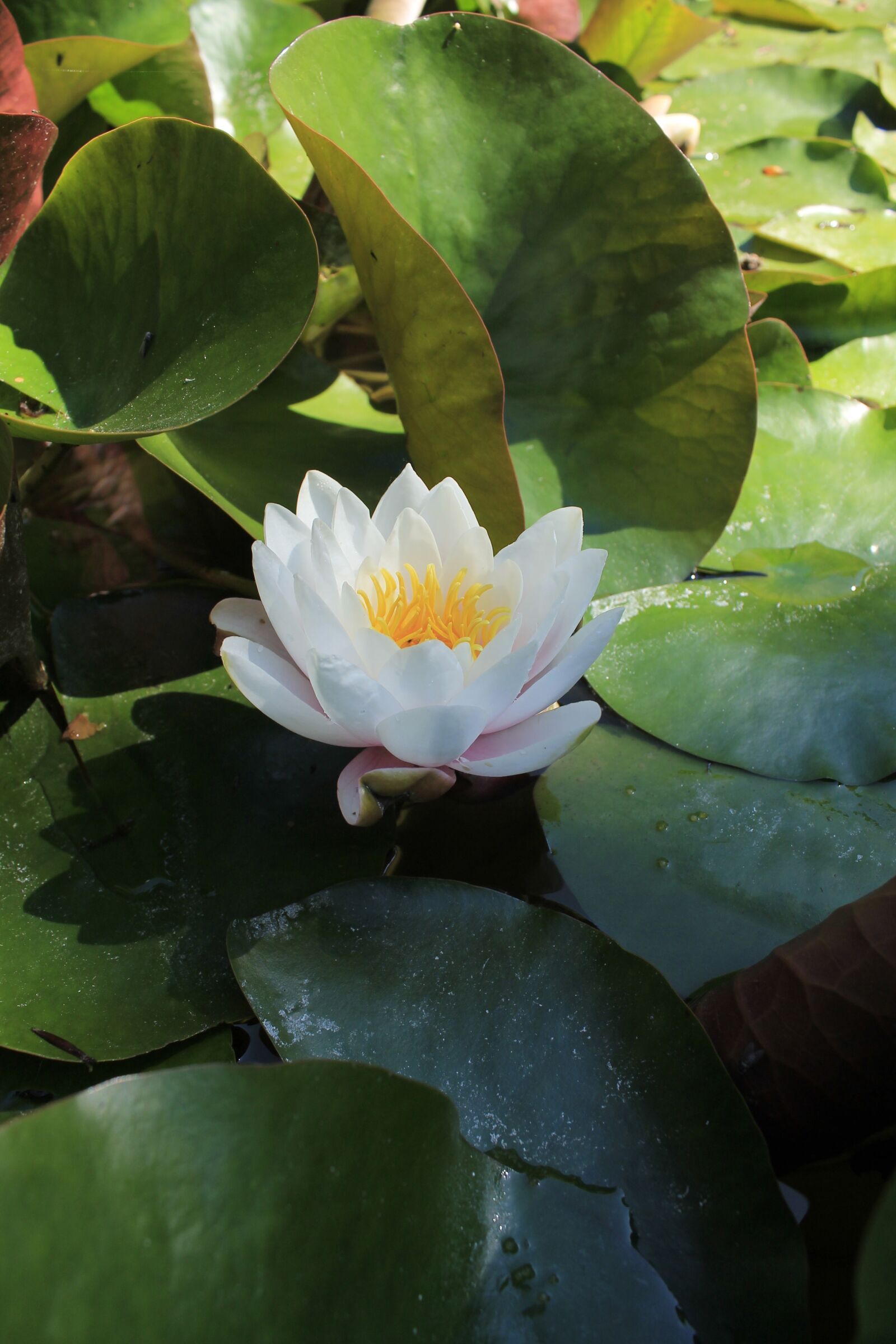 Canon EOS 1100D (EOS Rebel T3 / EOS Kiss X50) sample photo. Botanist, plant, flora photography