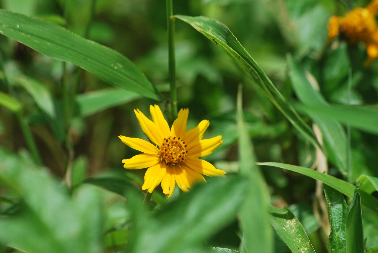 Nikon D60 sample photo. Nature, yellow, garden photography