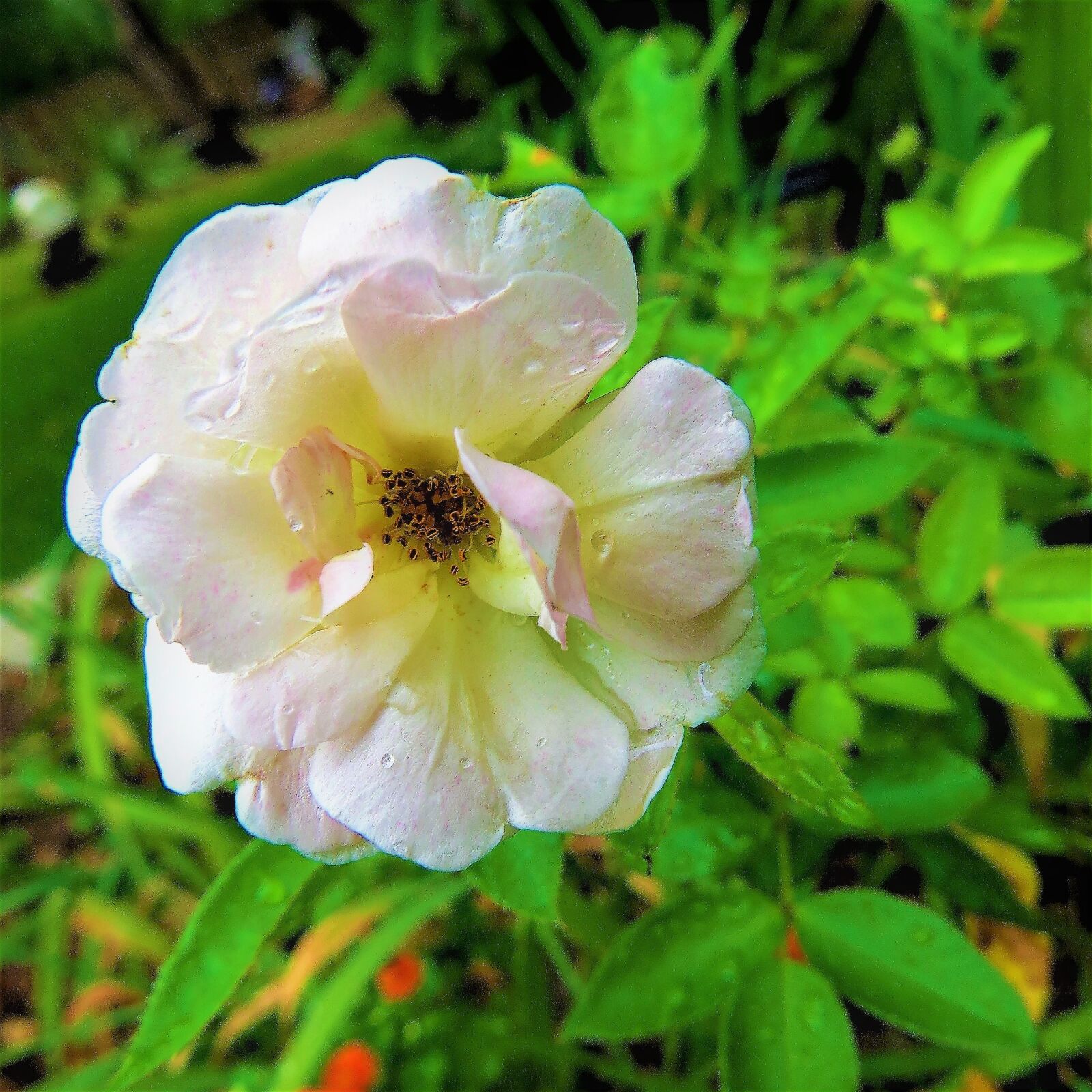 Canon PowerShot SX50 HS sample photo. Pink, white, rose photography