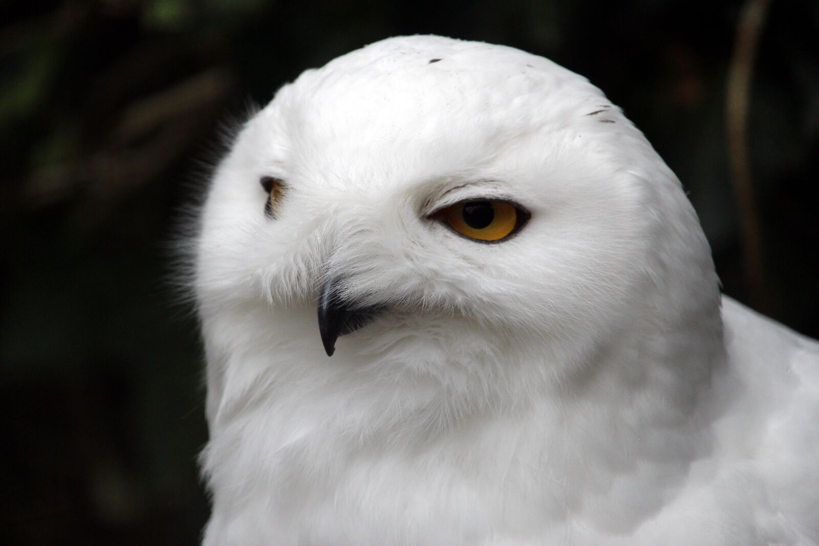Canon EF-S 55-250mm F4-5.6 IS STM sample photo. Bird, animal world, nature photography