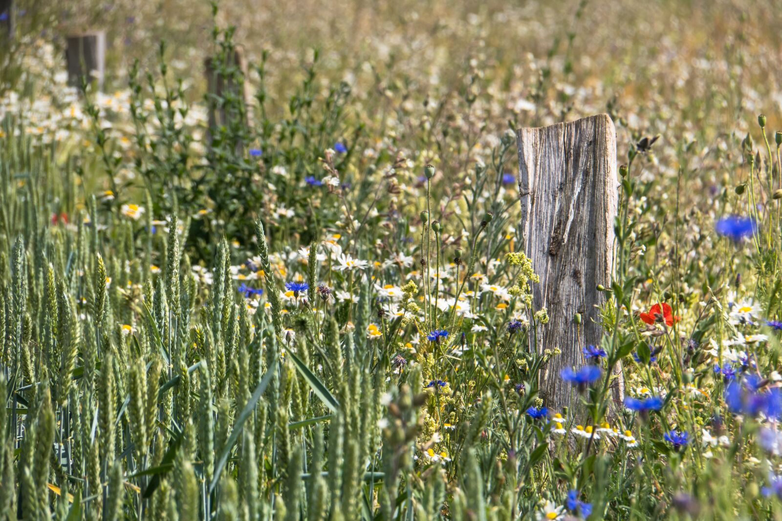 Canon PowerShot G3 X sample photo. Fence post, wheat, flower photography