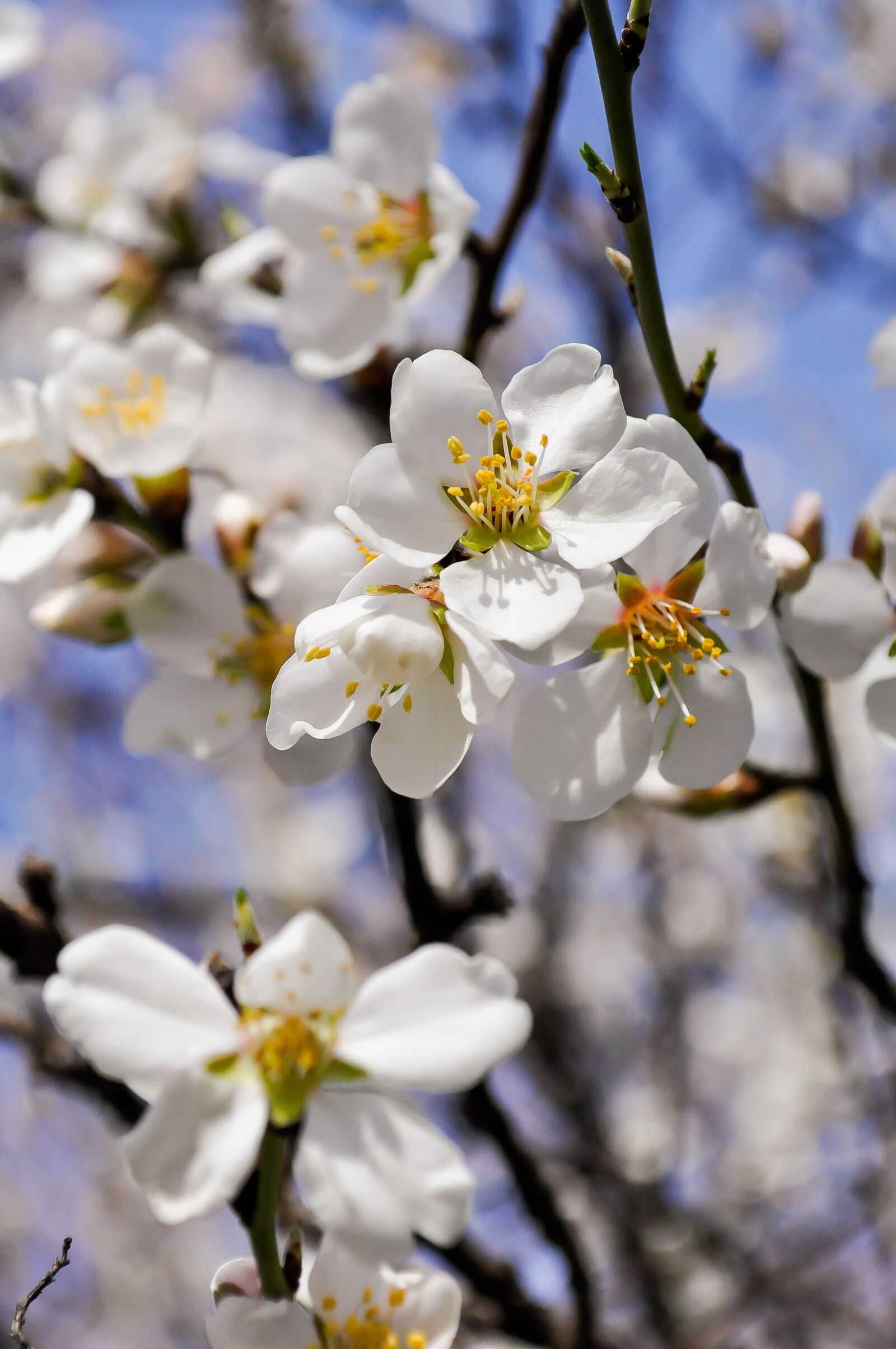 Nikon D90 sample photo. Spring, flowers, nature photography