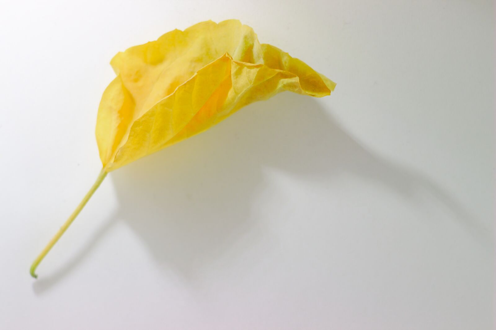 Canon EOS 600D (Rebel EOS T3i / EOS Kiss X5) + Canon EF 50mm F1.8 II sample photo. Yellow, sheet, autumn photography