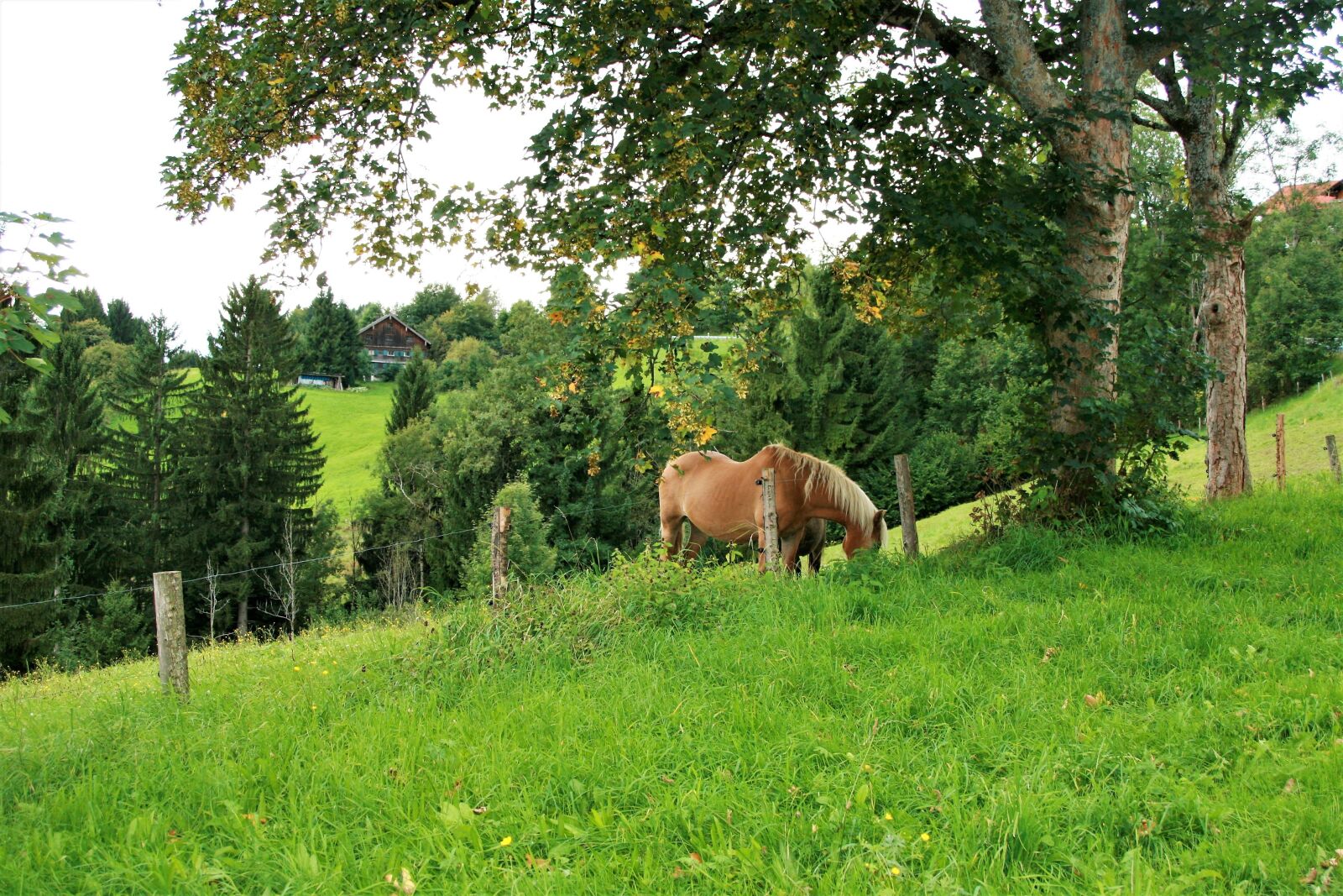 Canon EOS 400D (EOS Digital Rebel XTi / EOS Kiss Digital X) sample photo. Meadow, the horse, autumn photography