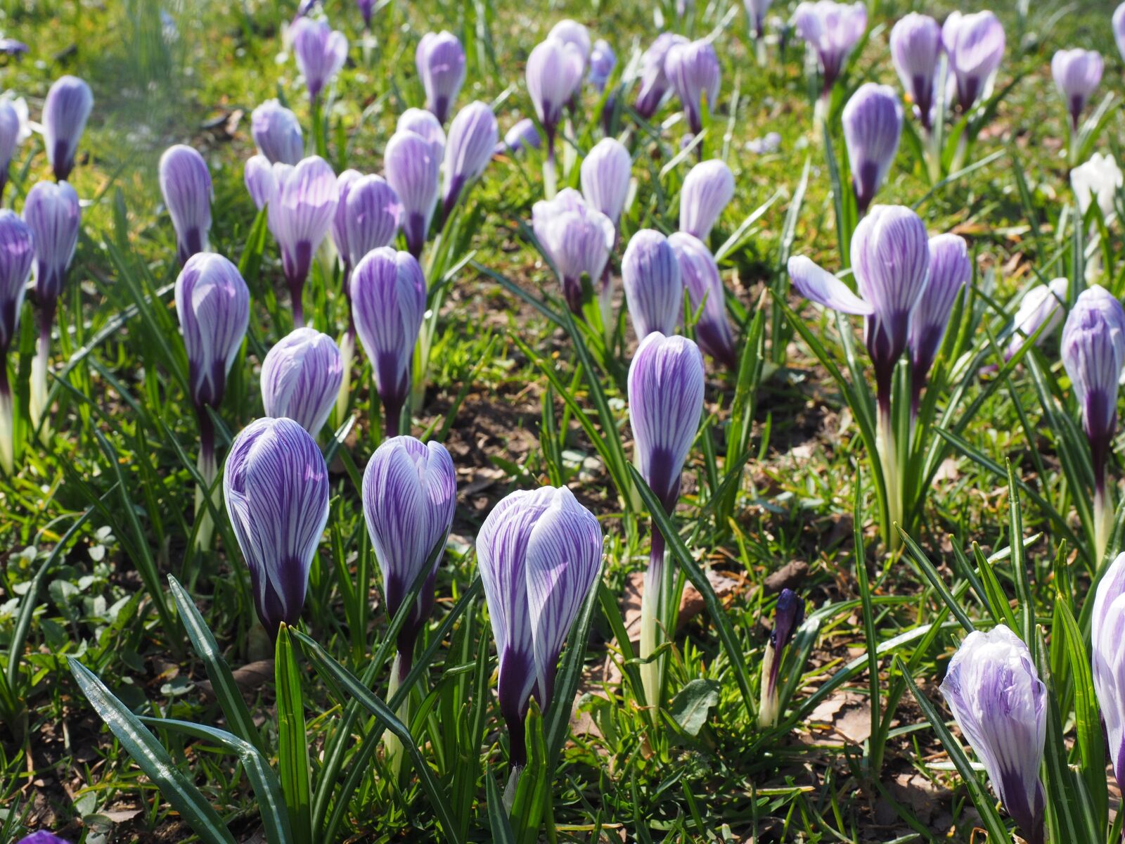 Olympus OM-D E-M1 + Olympus M.Zuiko Digital ED 12-40mm F2.8 Pro sample photo. Crocus, flower, spring photography