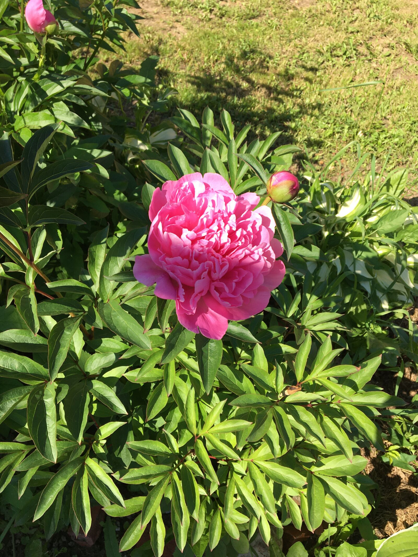 Apple iPhone 6s sample photo. цветы, пион, розовый photography