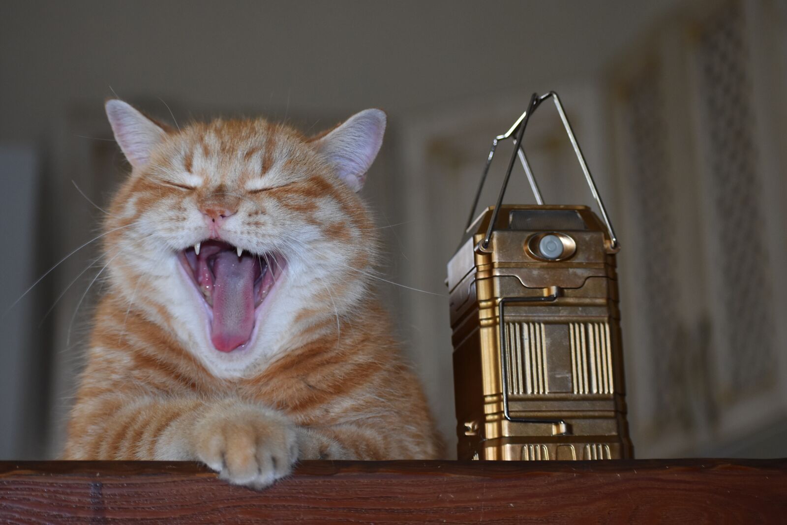 Nikon D3400 sample photo. Cat, redhead, home photography