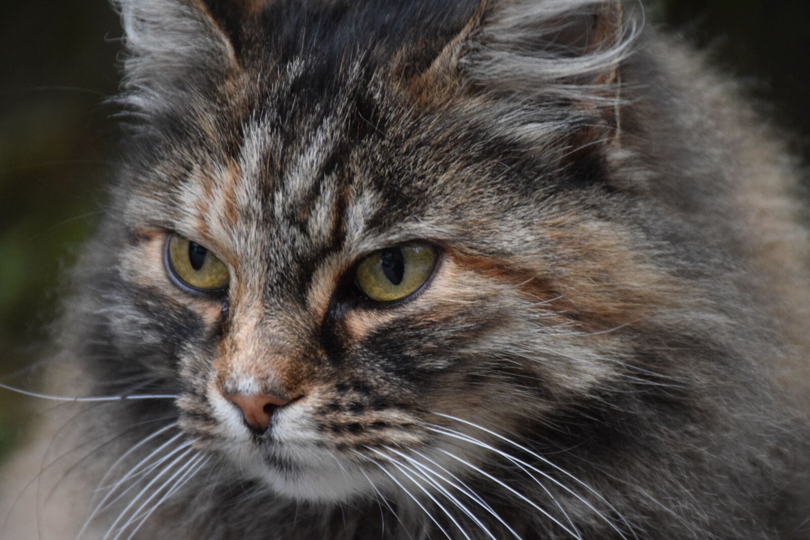 Nikon D5300 sample photo. Cat, grey, gray photography