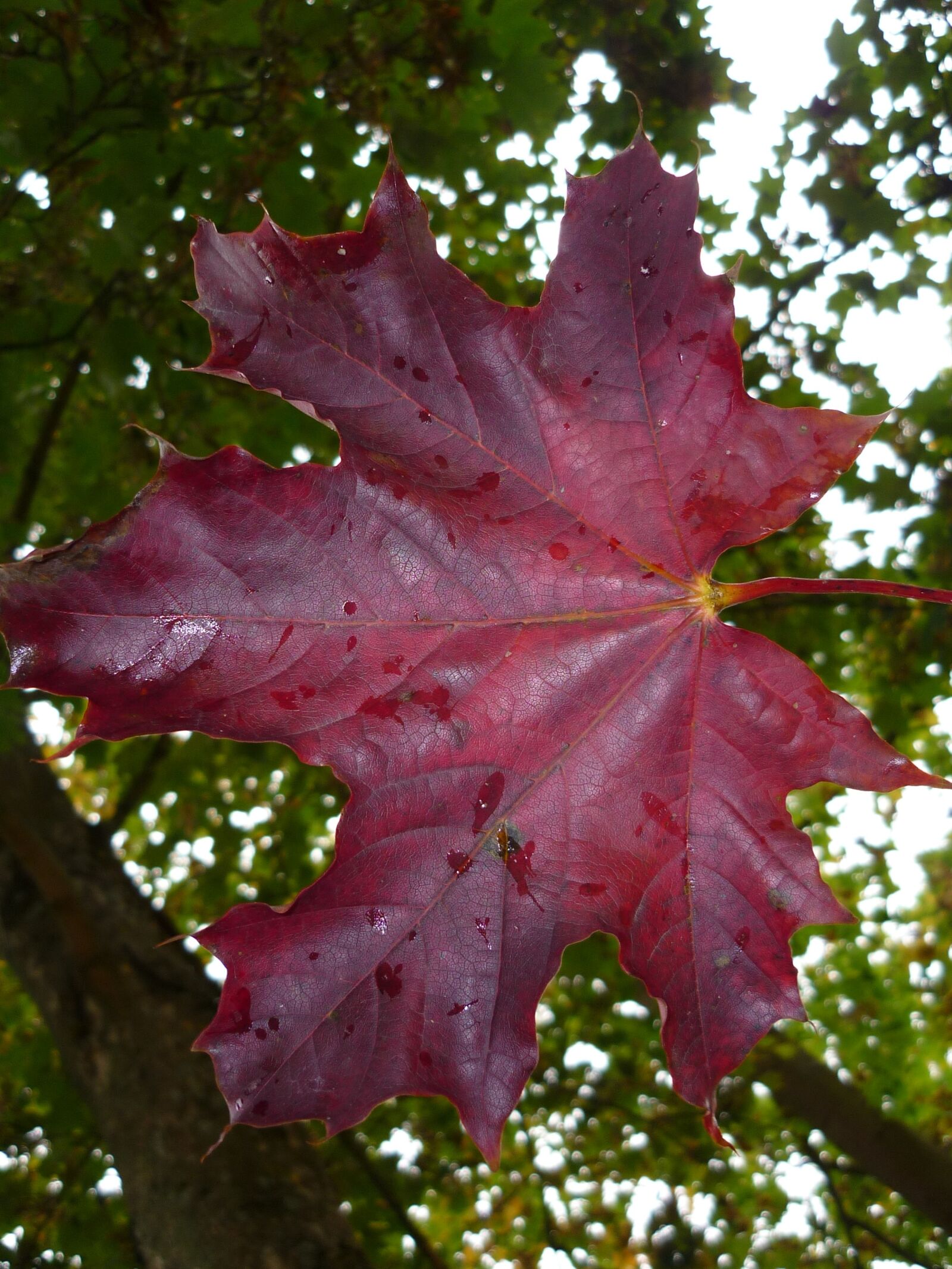 Panasonic Lumix DMC-FS6 sample photo. Leaf, leaves, fall foliage photography