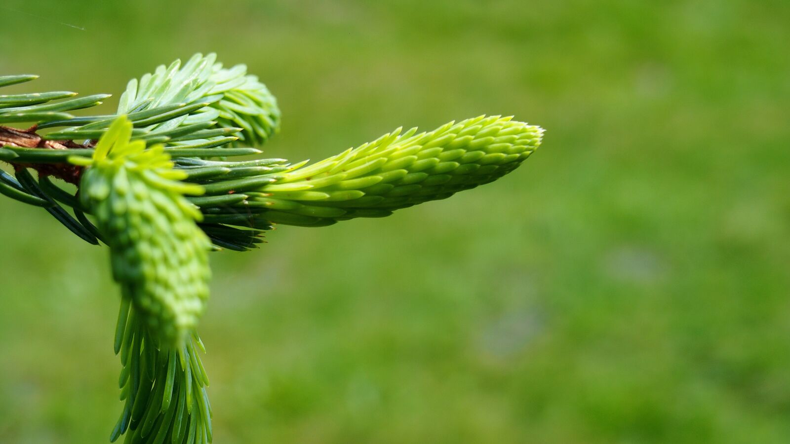 Olympus PEN E-PL6 sample photo. Iglak, needle, pine photography